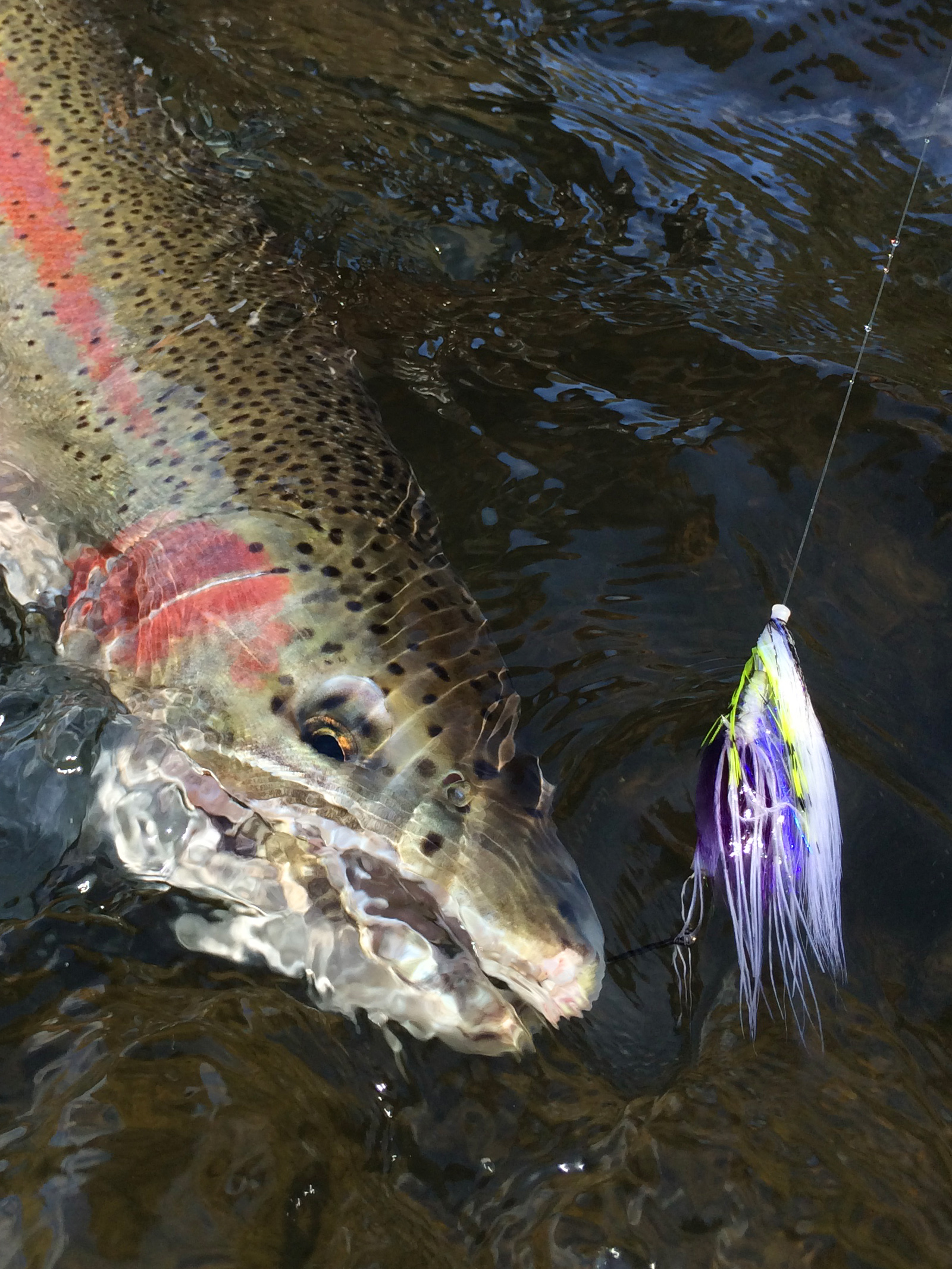  Colorful buck that took down this cool fly tied by Jason Hartwick. 
