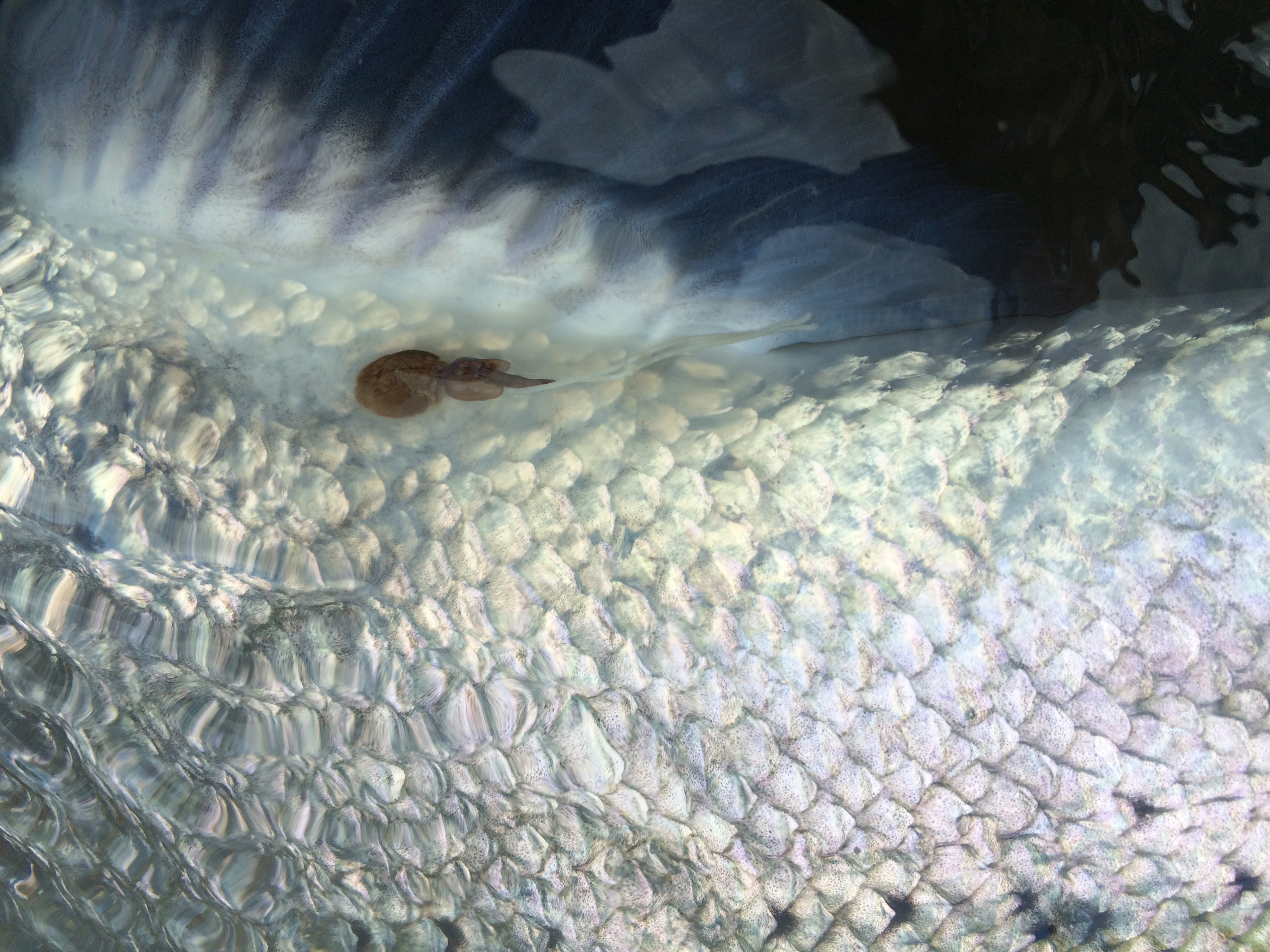 A sea lice that still had its tails... the only shot we snapped of a blank 12 pound buck.