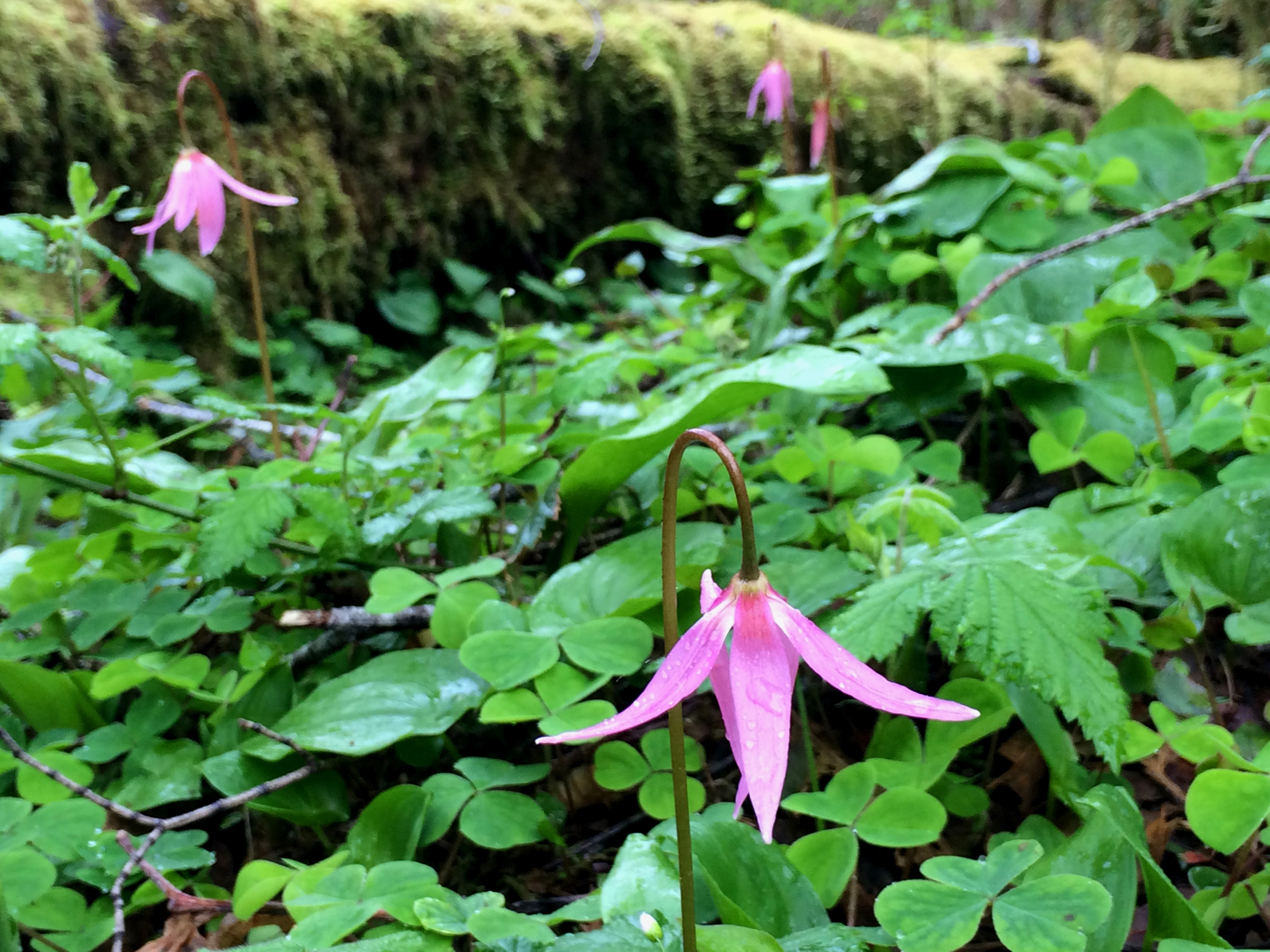 Purple lilies blooming on the green forest floor.