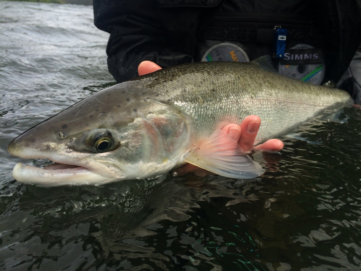  This cool buck just seemed like a winner. 