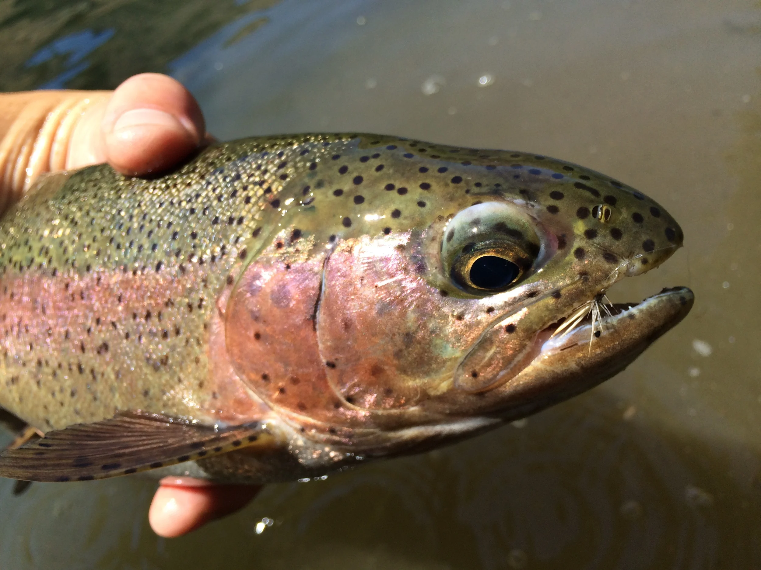 July Trout Fishing on the Deschutes