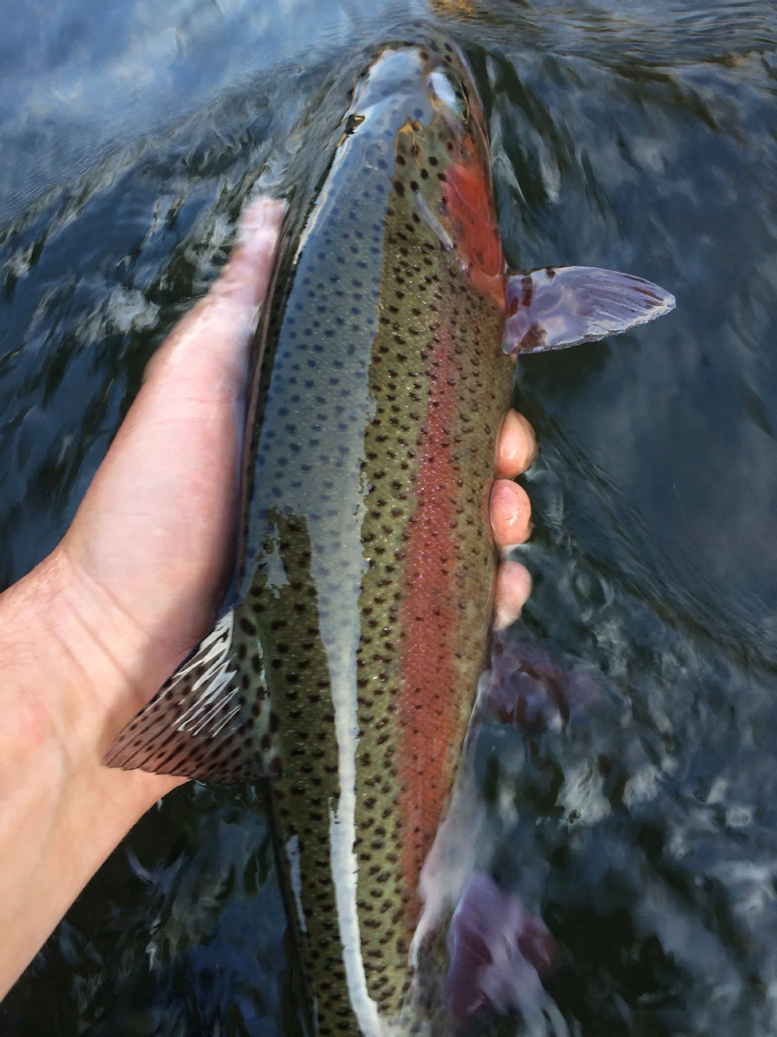 One of the problems with floating the upper river for steelhead is the distraction of world class trout fishing. I encourage folks to be opportunistic when fishing the Trout Creek to Maupin run this time of year.