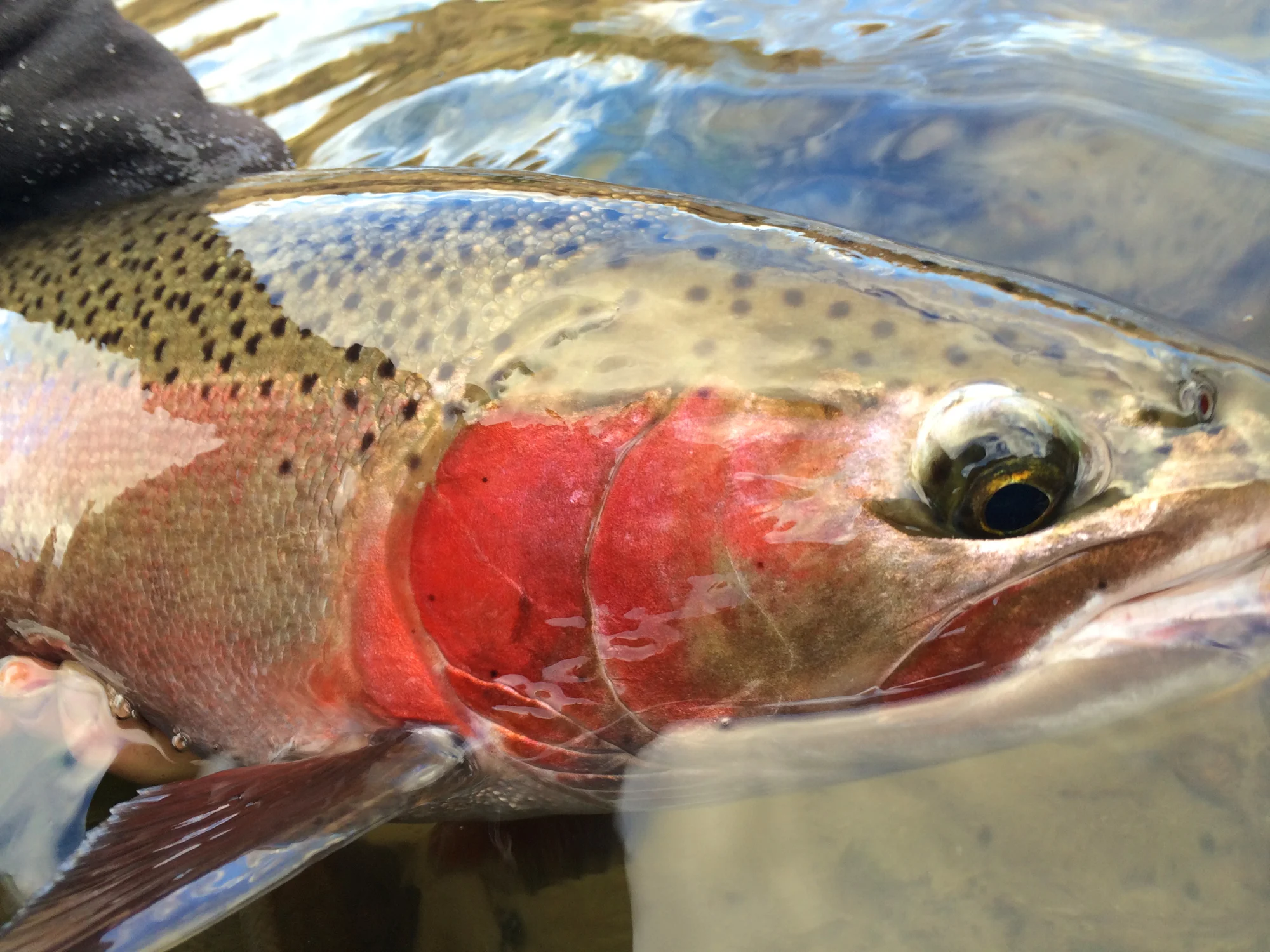 Face to face with one of the more badass fish we found so far, on the upper river in fact. The upper river is benefiting from a good escapement of fish this year, one of the silver linings of the White River situation this season.