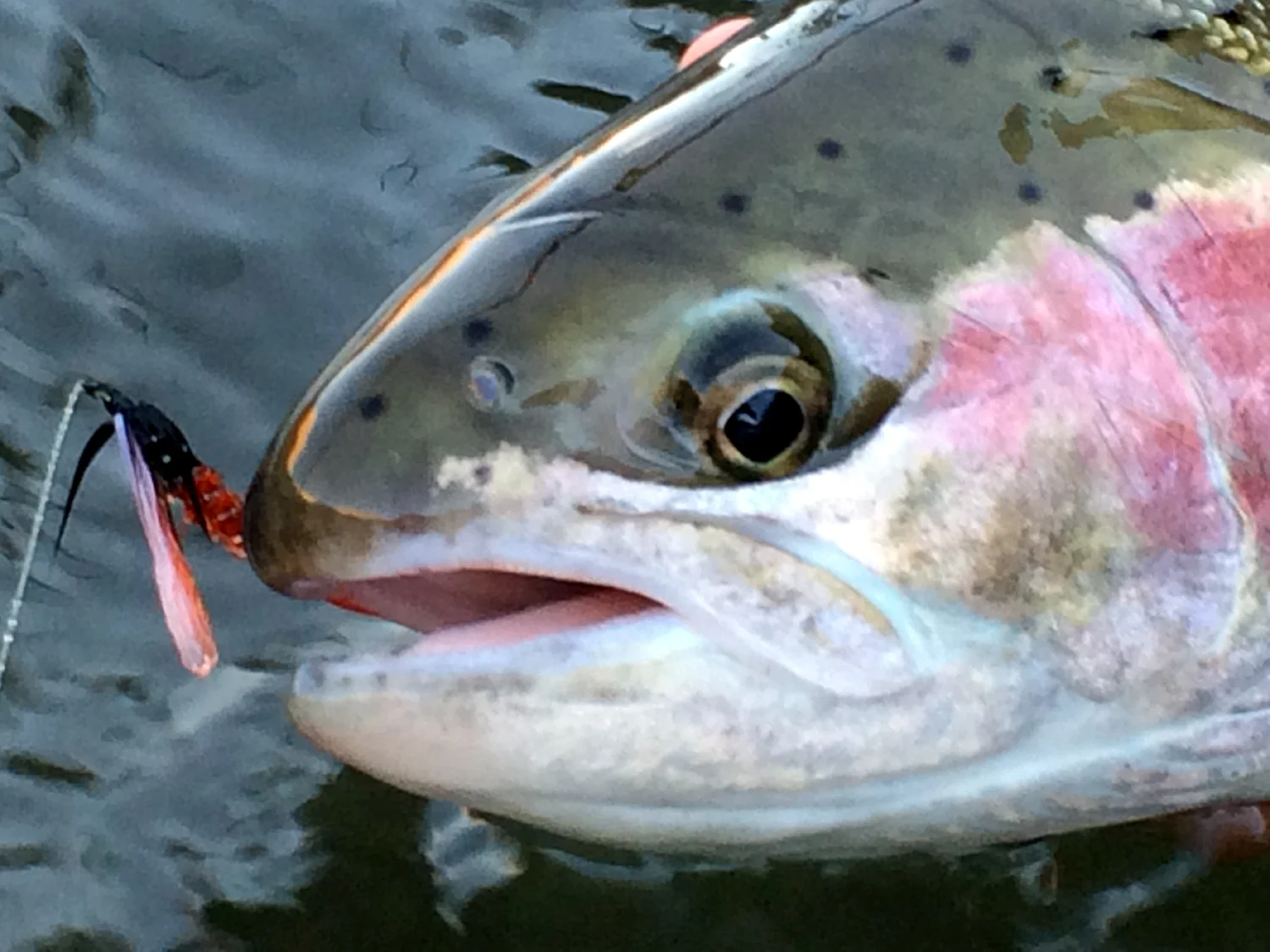 The Max Canyon. A dressing developed by Doug Stewart that has stood the test of time. One of my all time favorite steelhead flies hands down.