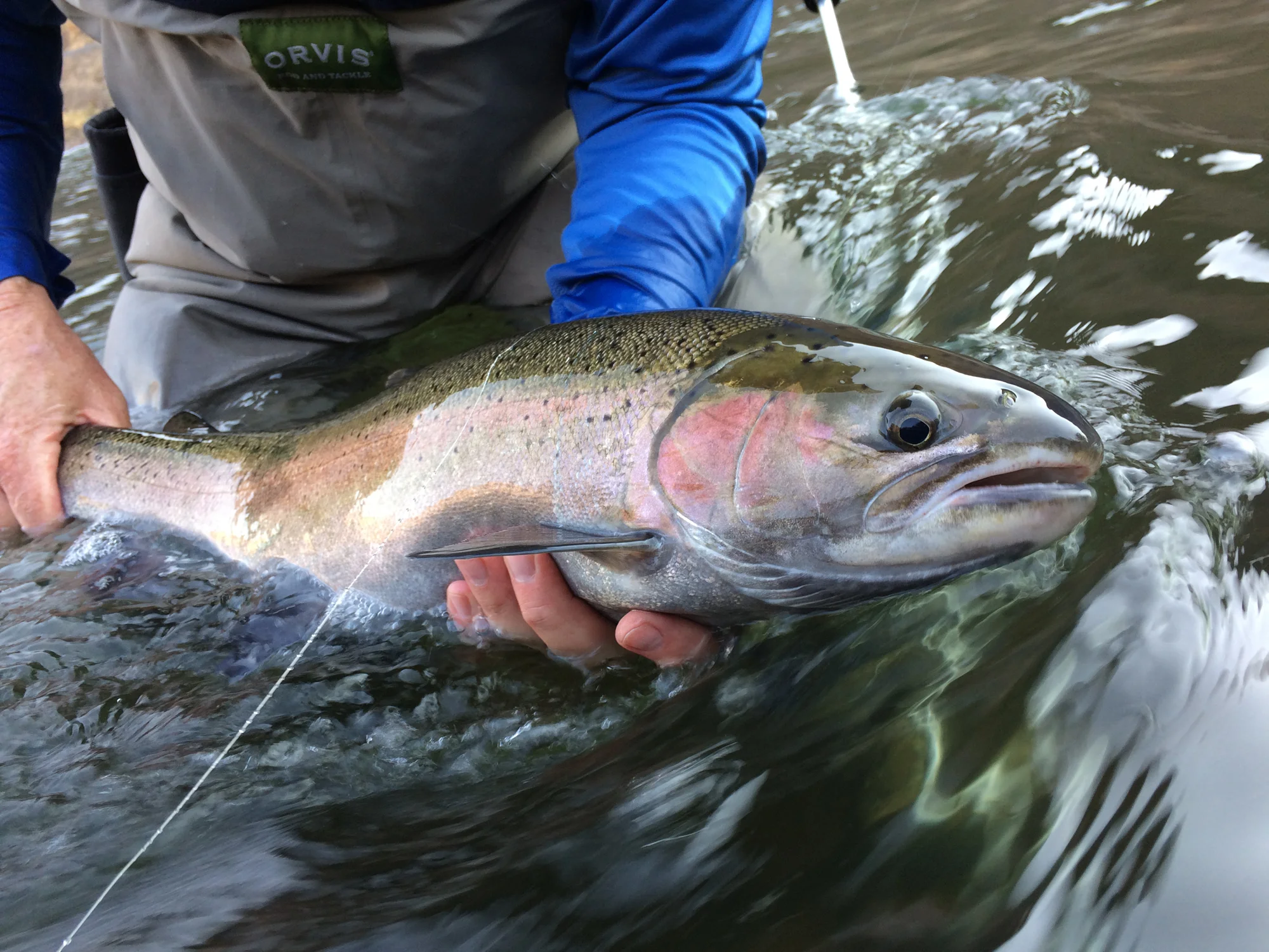 Steve Obrien... lucky or good? Maybe both. He is going to get skunked some day, just not today.