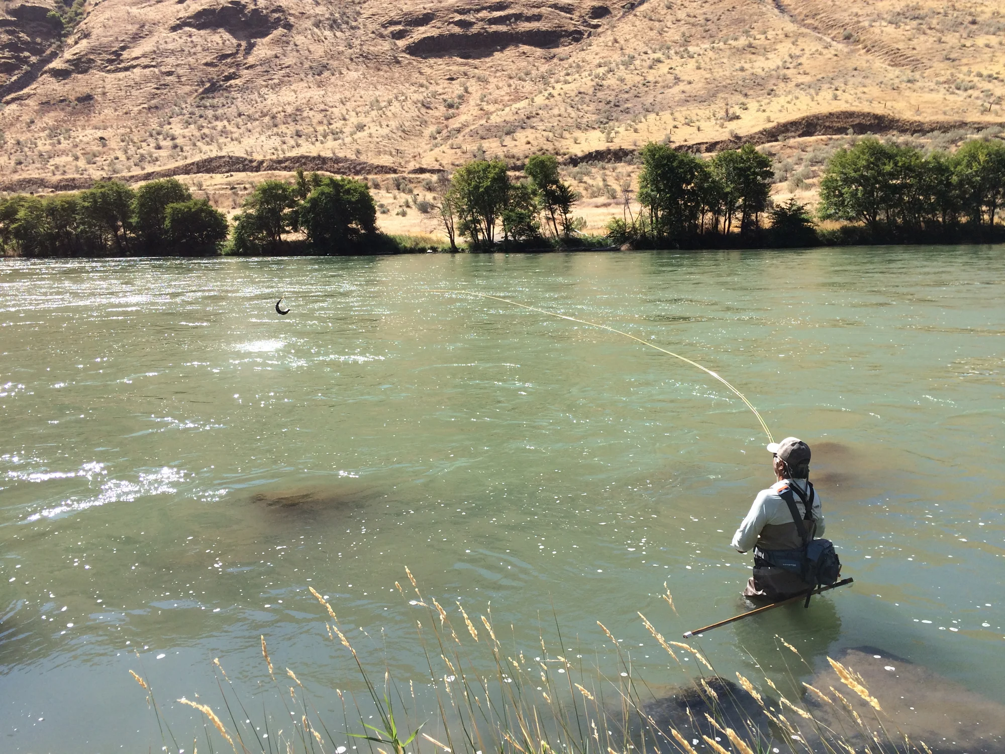 2015 Deschutes Summer Steelhead Season Check In