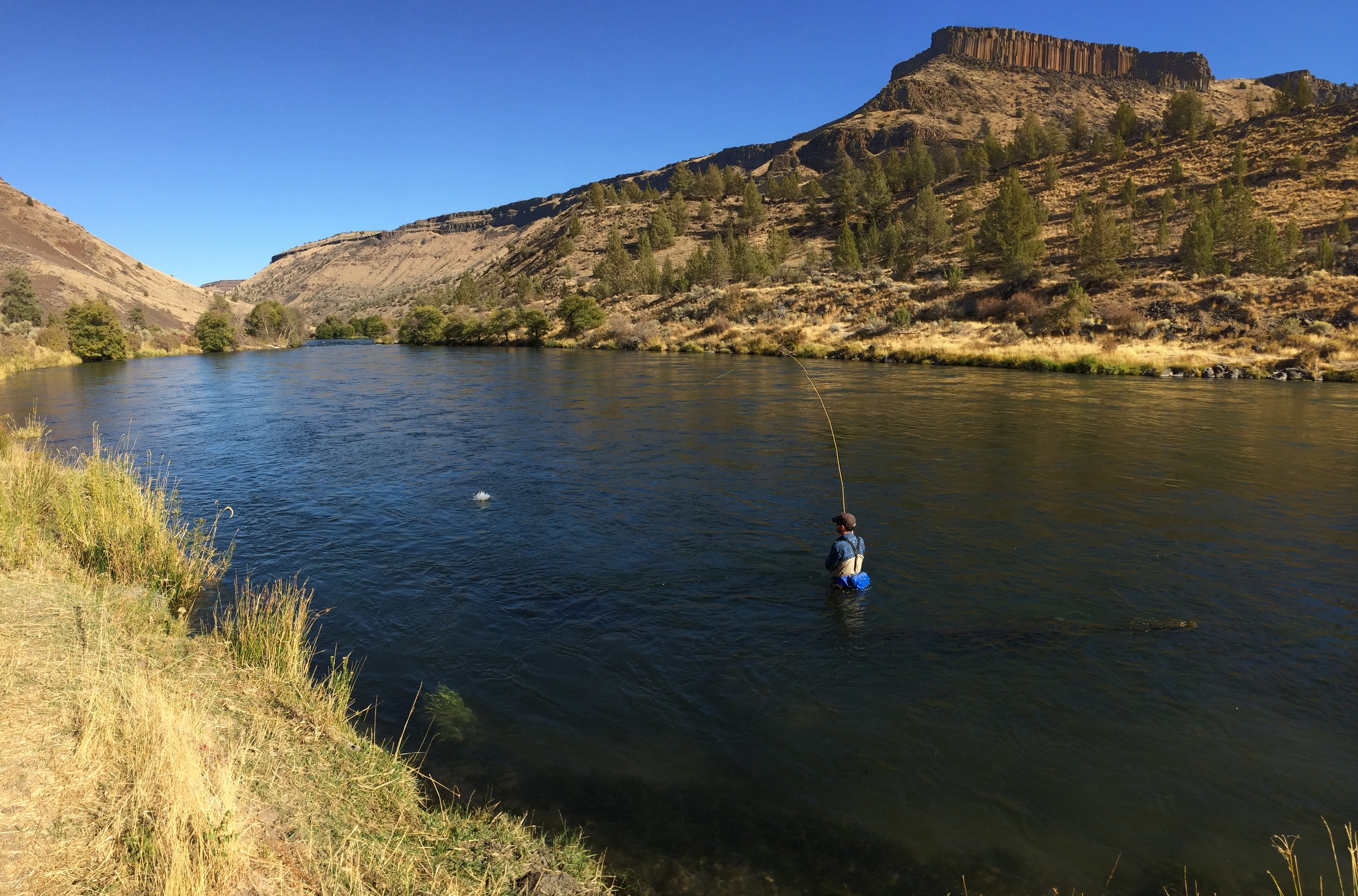  Dan Lemoine connects while fishing a classic "bay style" run on the upper river. The 45 mile stretch from Warm Springs to Maupin played an important roll this year. 