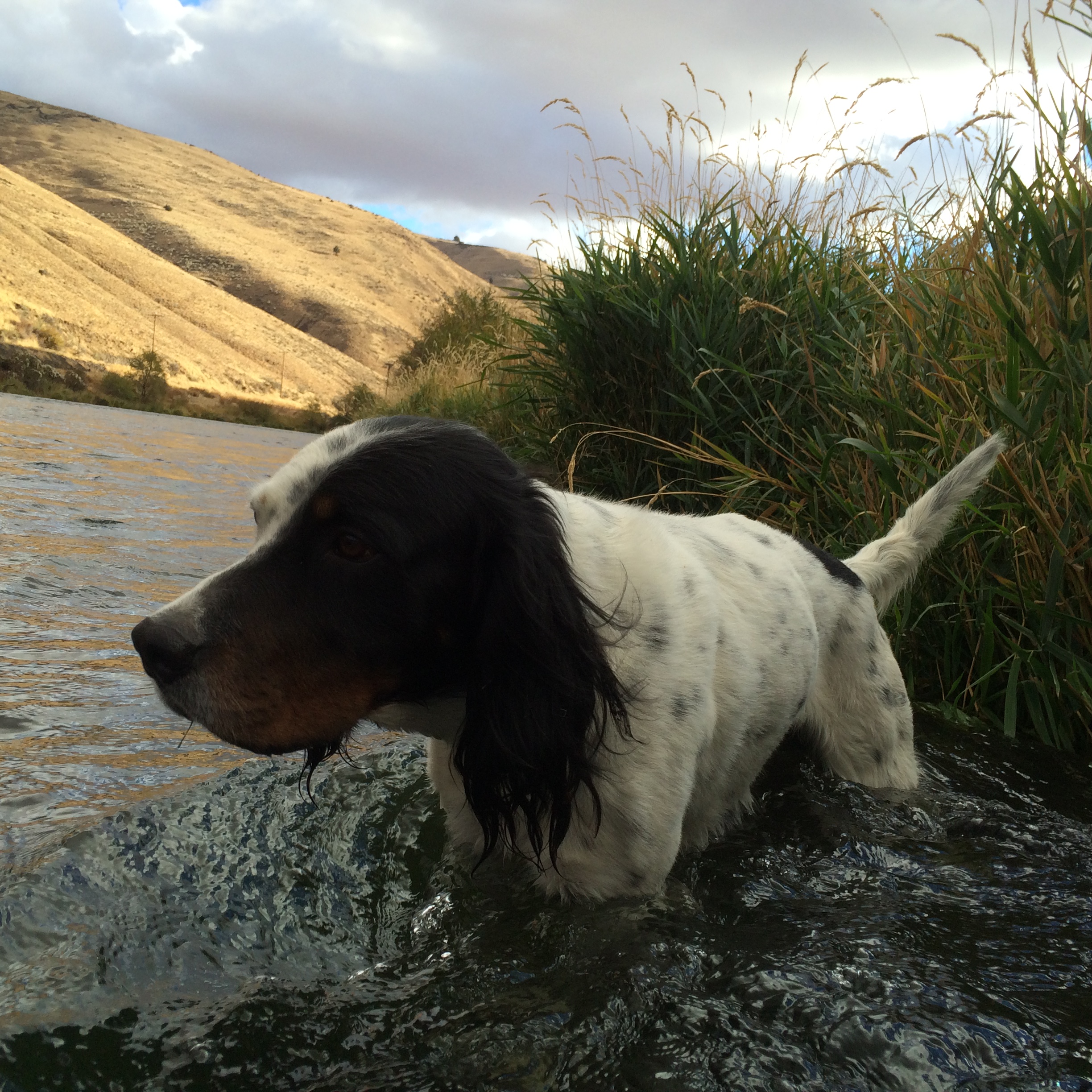  Our English Setter, Dixon, eagerly anticipating a hookup. &nbsp;If you hook the first fish he is your dog for the entire trip. &nbsp;he made some beautiful points along the river this fall. 