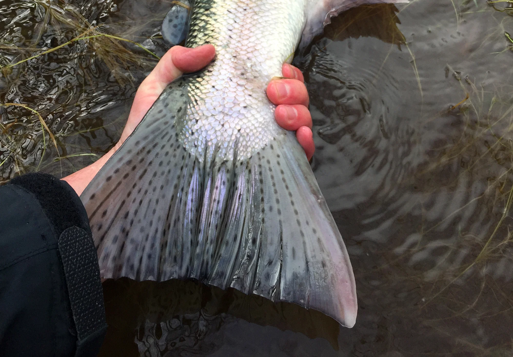 A 20 pound class fish that made someone very happy.