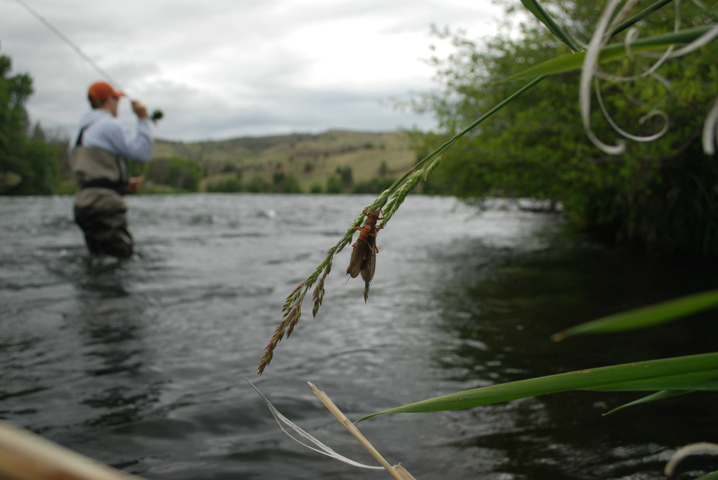 Fly fishing the Deschutes River during the golden stonefly hatch.jpg