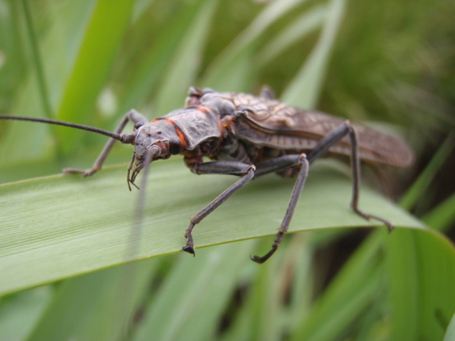 Salmonfly on the Deschutes River.jpg