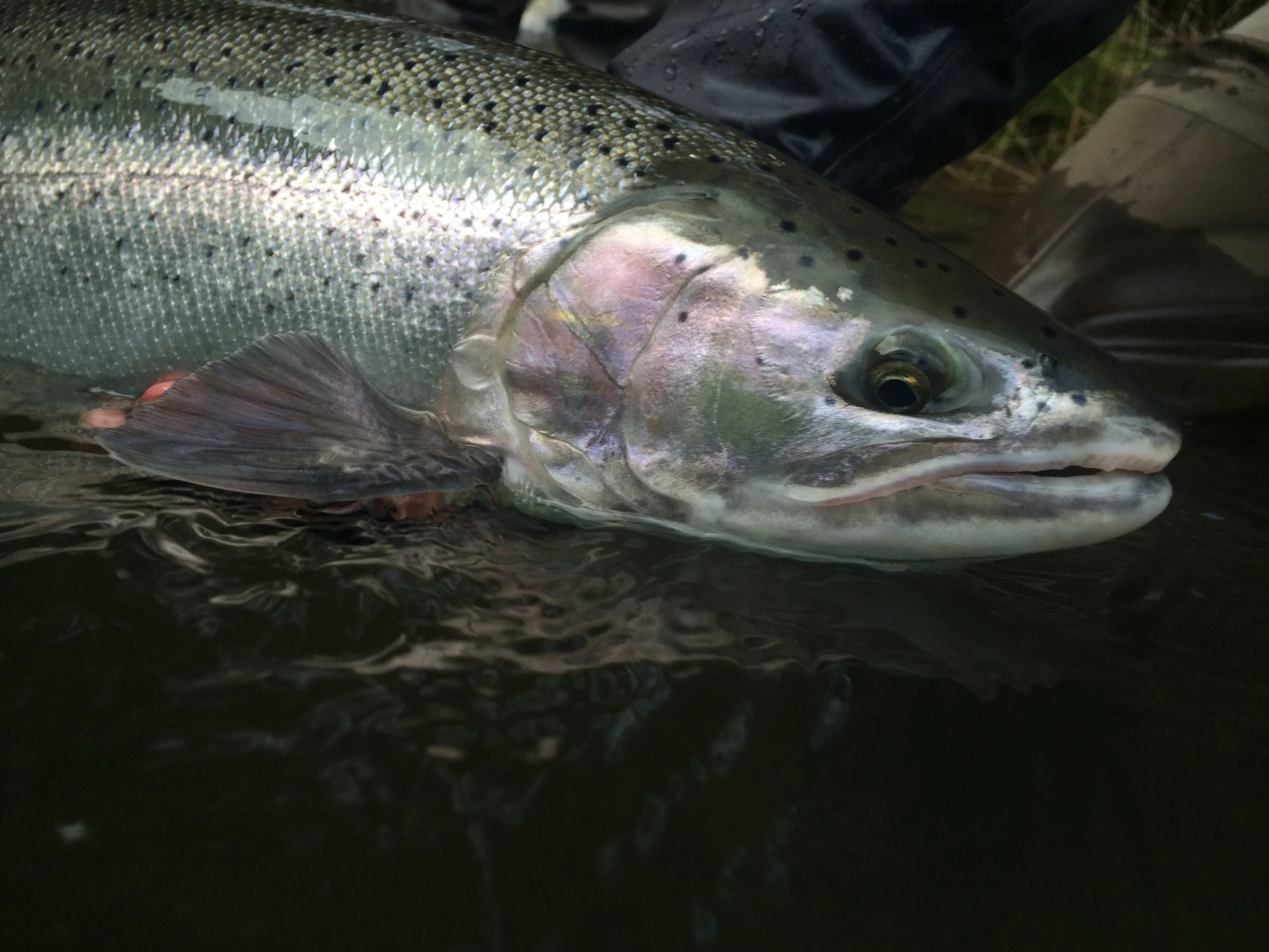 A sporty buck that brightened an unlikely day.