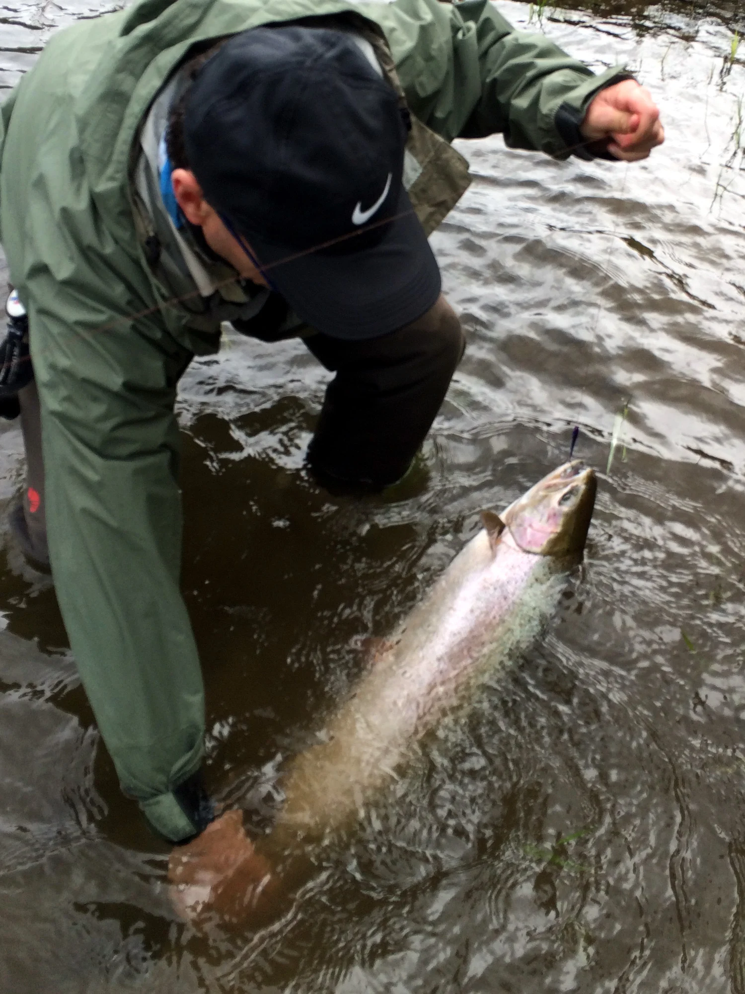Dan Mangum tailing a rock hard doe after several leaps and a charging run straight up river. Low water conditions called for a light tip and small sparse unweighted fly, inspiring the use of a full floater the next day.