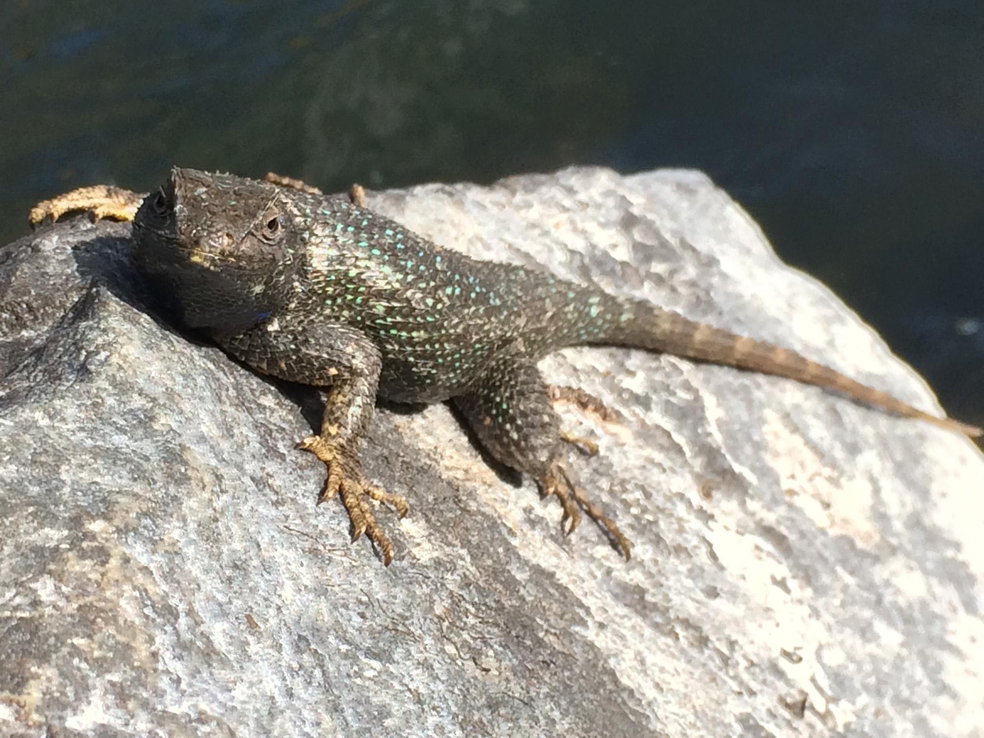  A Western Fence Lizard... this one was either pregnant or not missing any meals! &nbsp;The little details of nature always add to my experience. 