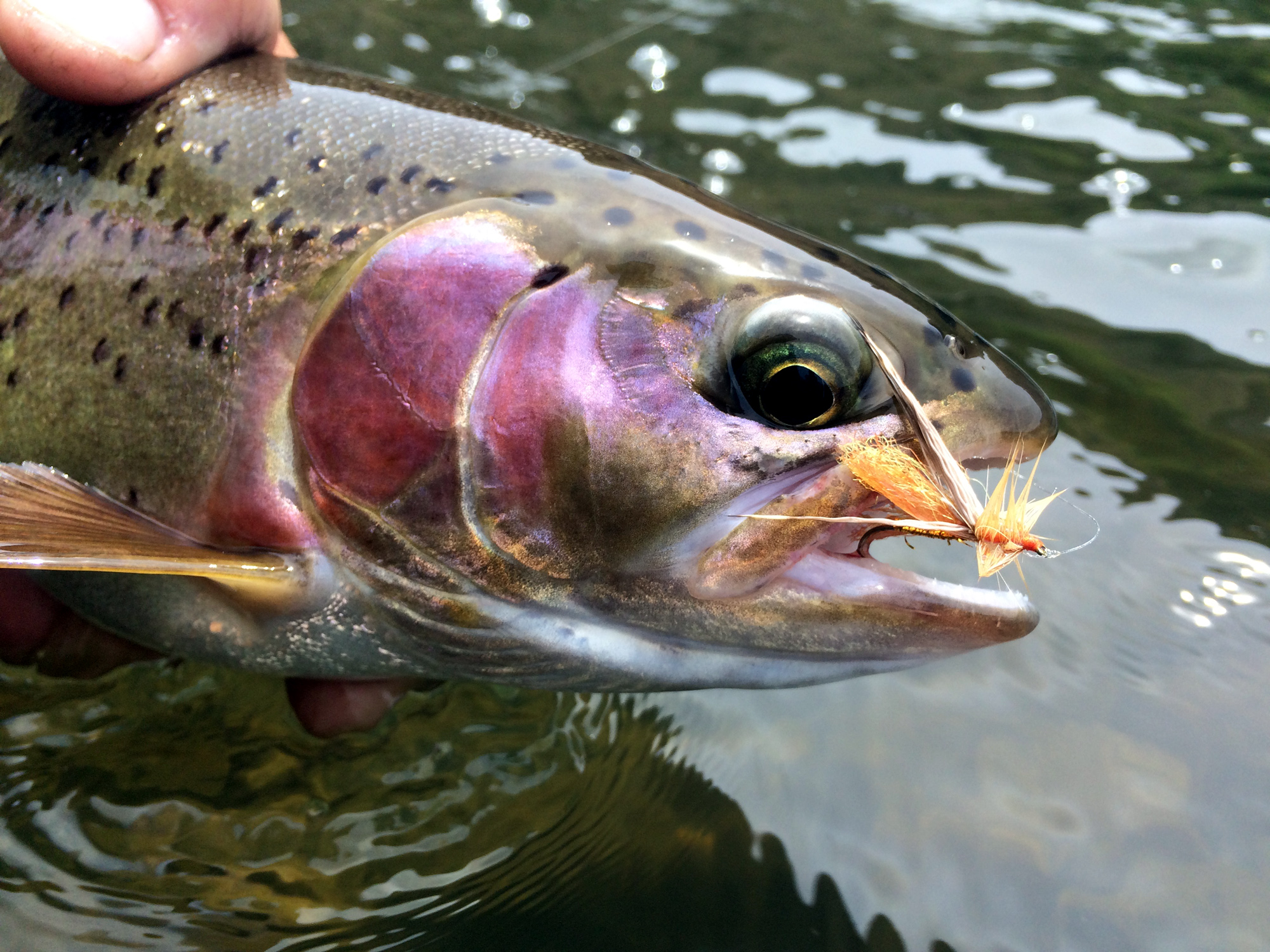 Exemplary Deschutes redside - stonefly hatch 2016.jpg