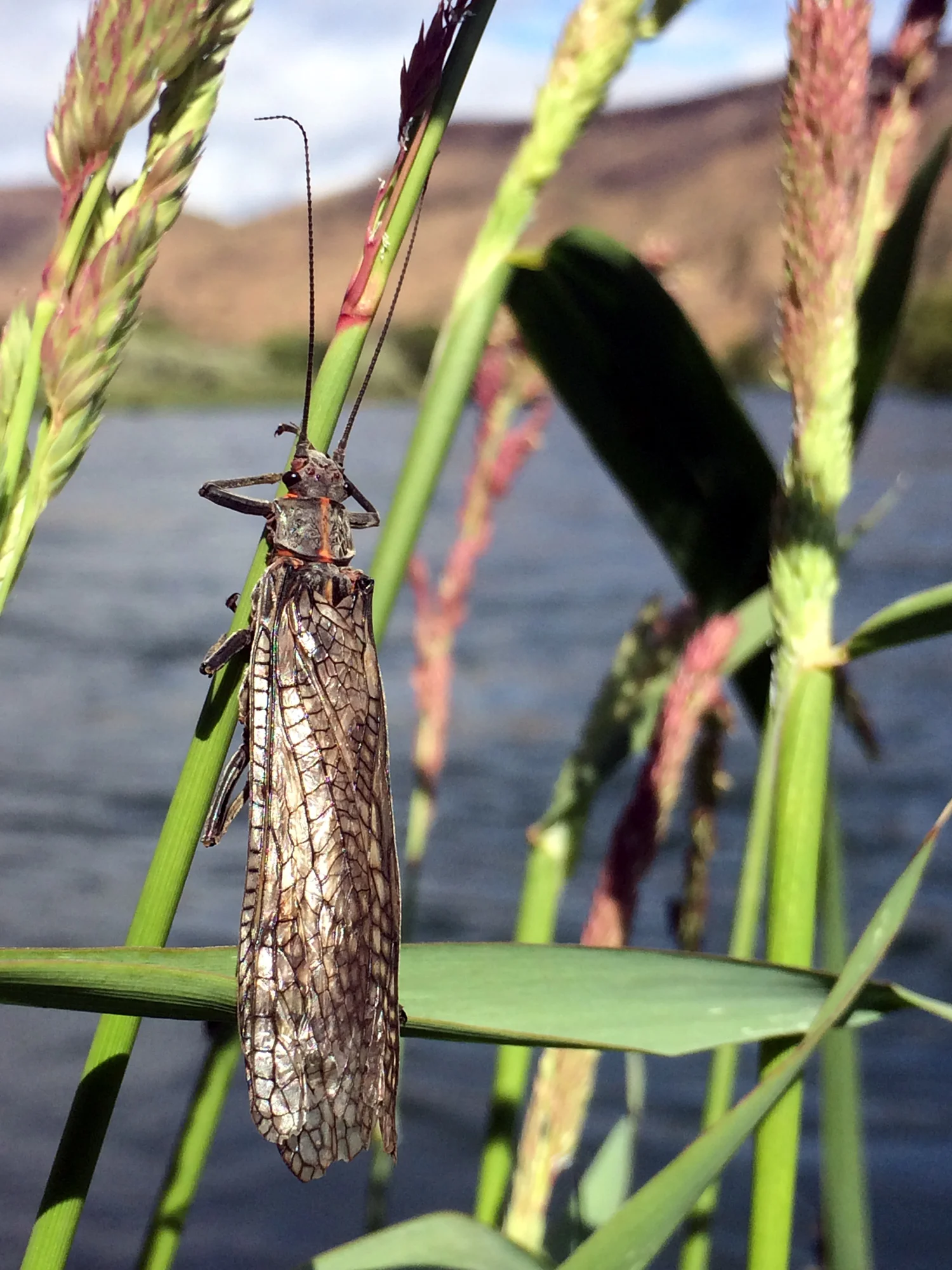 Queen of the Deschutes! Adult female salmonfly.jpg
