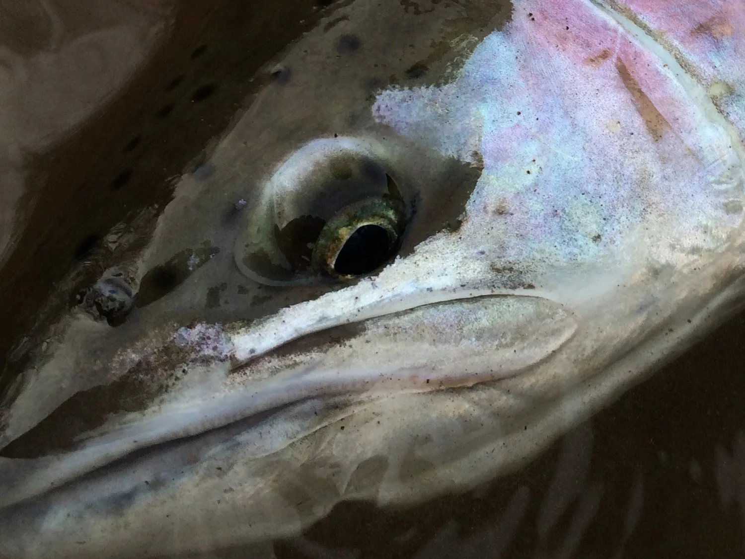 Coastal Winter Steelhead Spey Fishing Fly Fishing Guides Deschutes River River Runner Outfitters