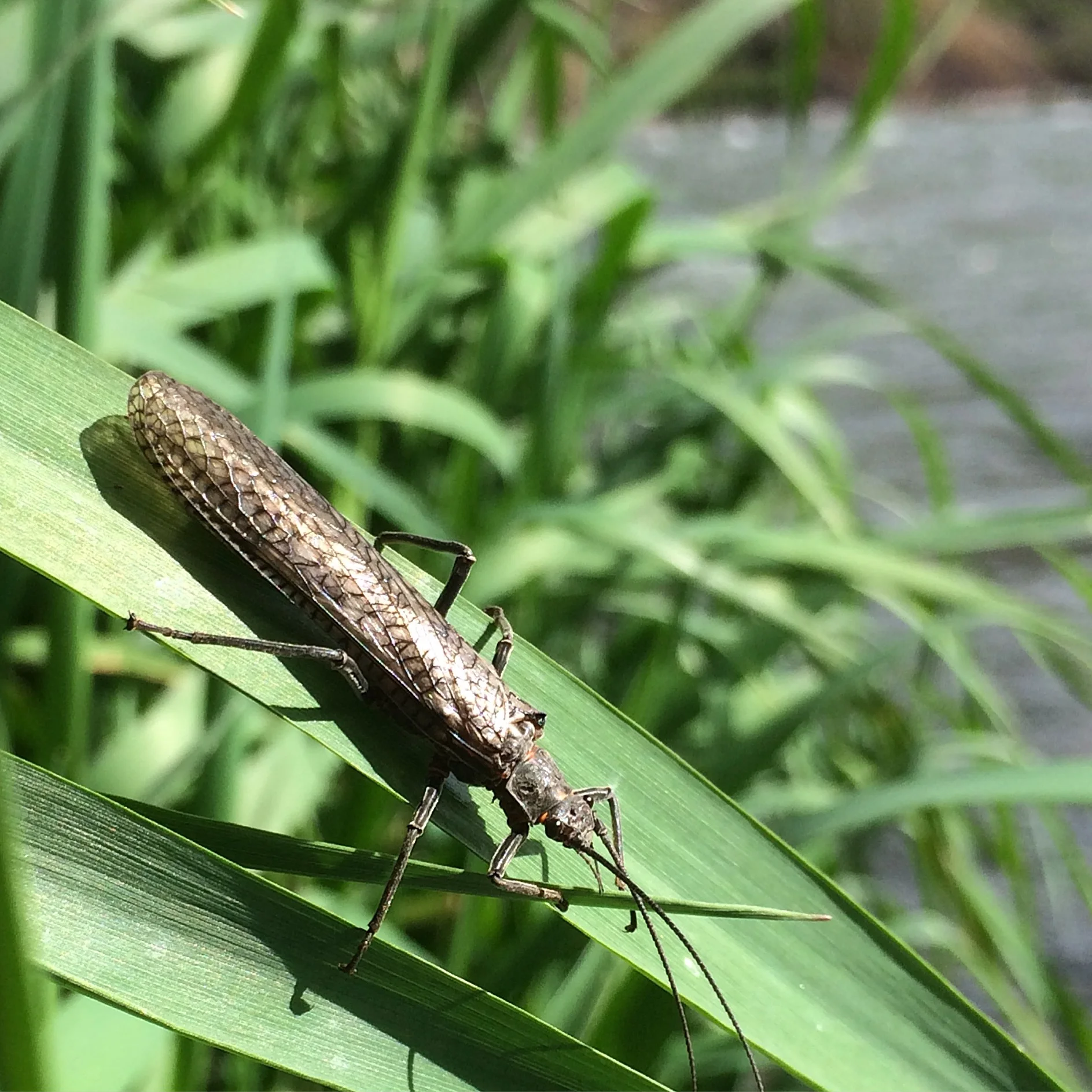 Deschutes Salmonfly Hatch Report