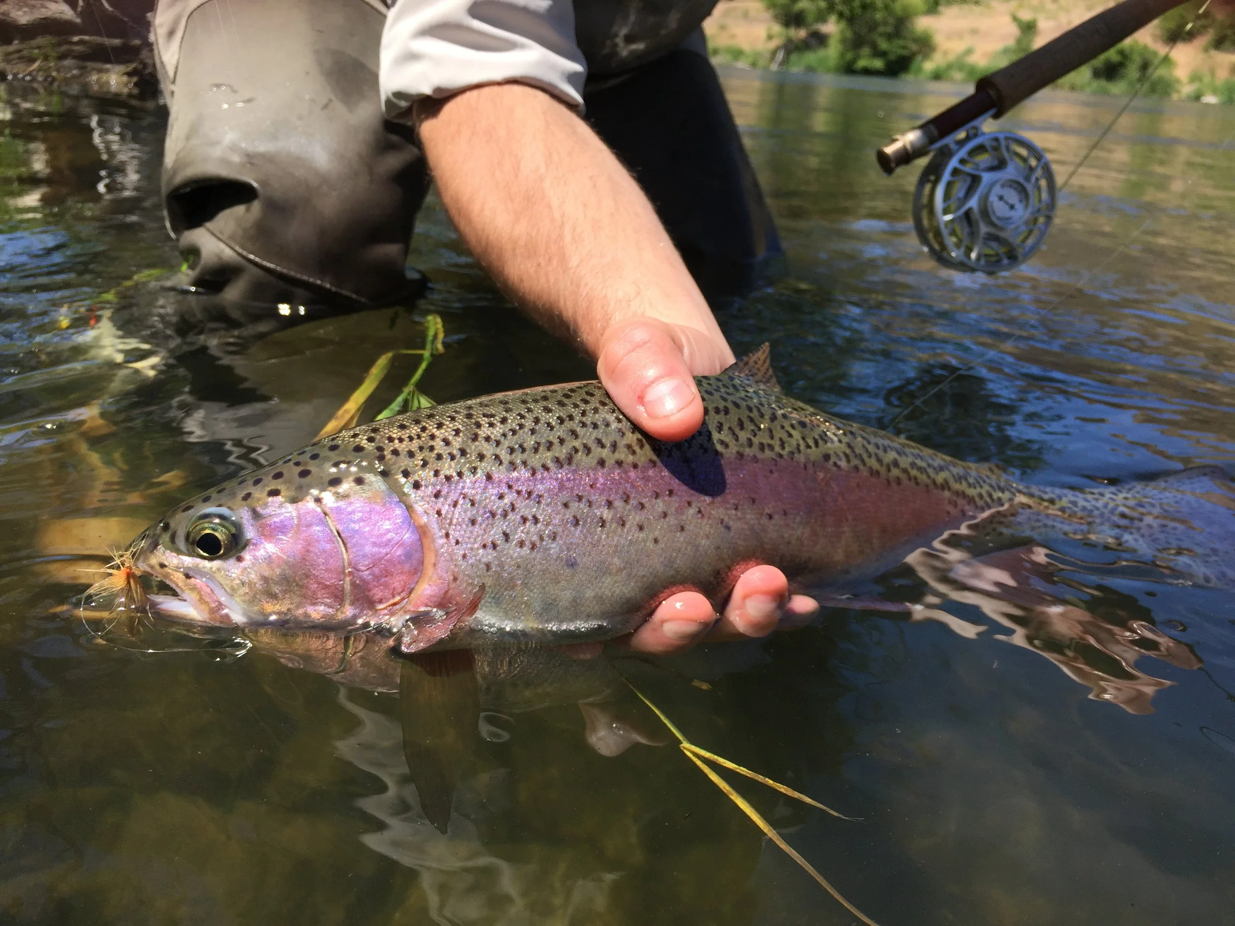 Deschutes Stonefly Hatch Update & Guide Report