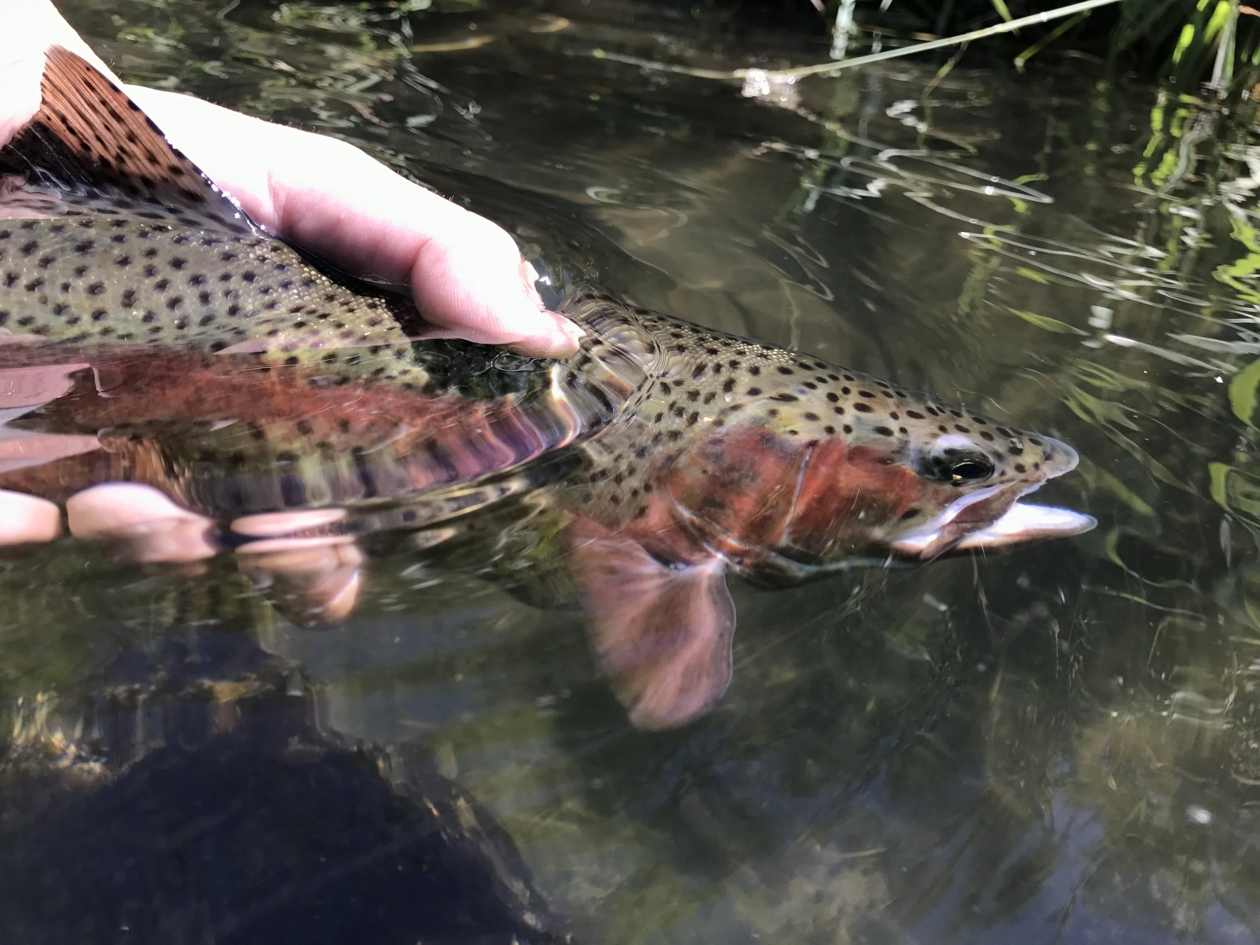 Summer Time Fly Fishing on the Deschutes