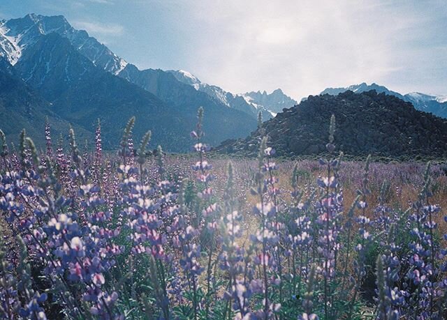 crowded lupine from last spring #35mm