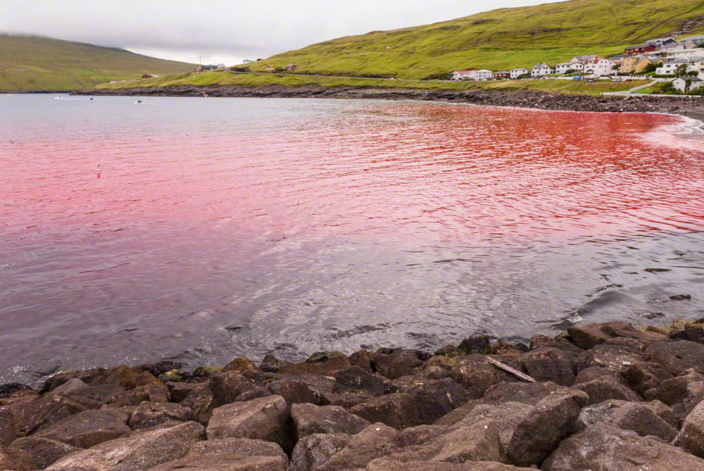 Sea coloured red after the kill of pilot whales