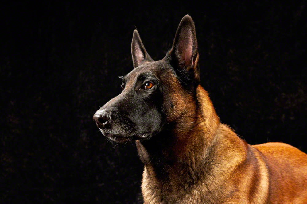 Pure breed malinois