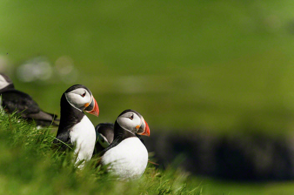 Puffin - fratercula artica - in Mykines