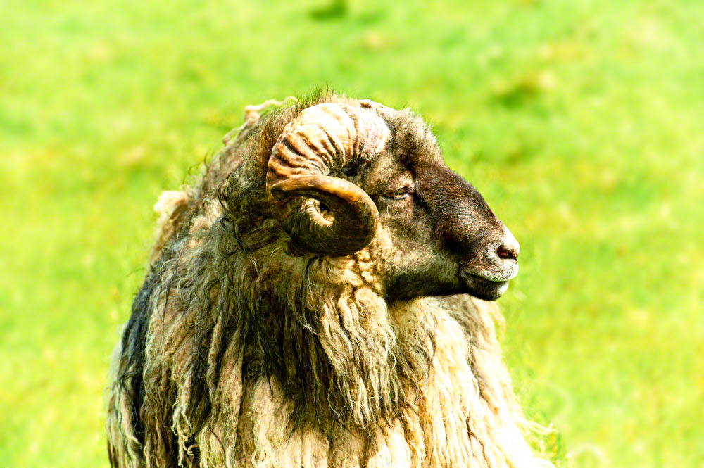 Adult ram