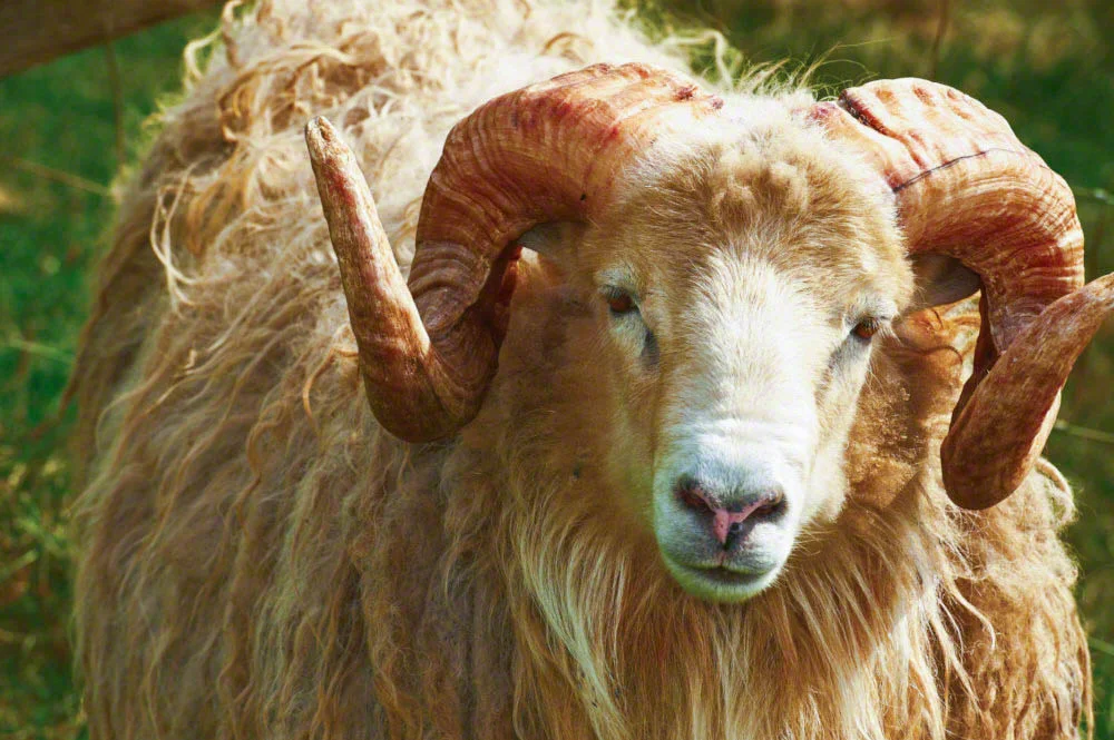 Adult ram