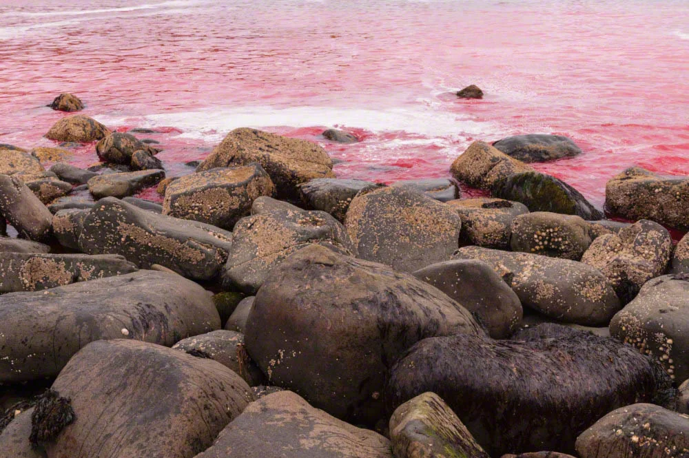Sea coloured red after the kill of pilot whales