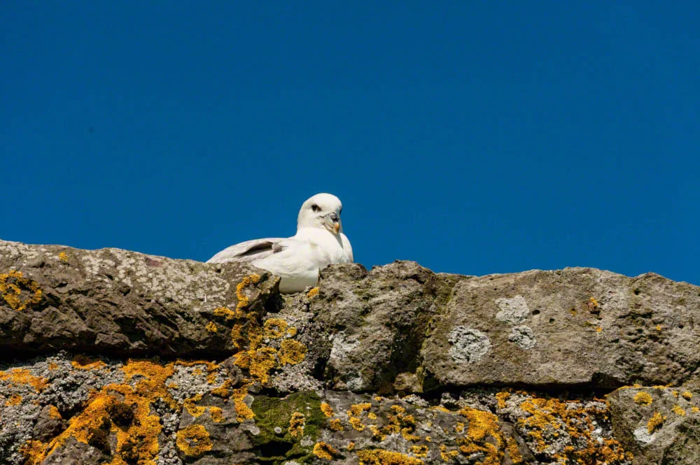 Northern fulmar- Fulmarus glaciasis - in Mykines