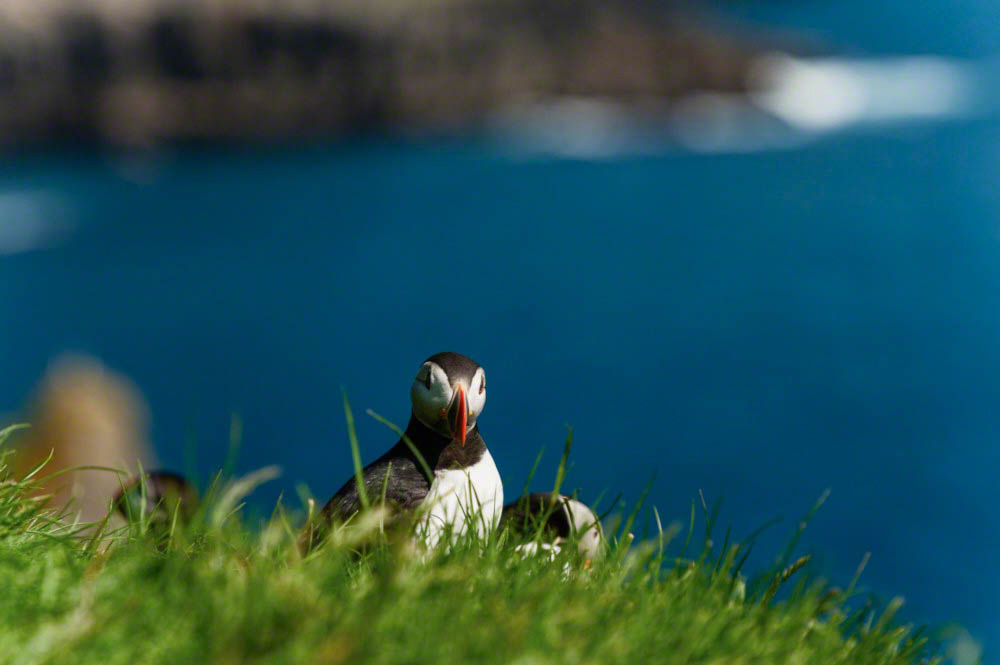 Puffins - fratercula artica - in Mykines