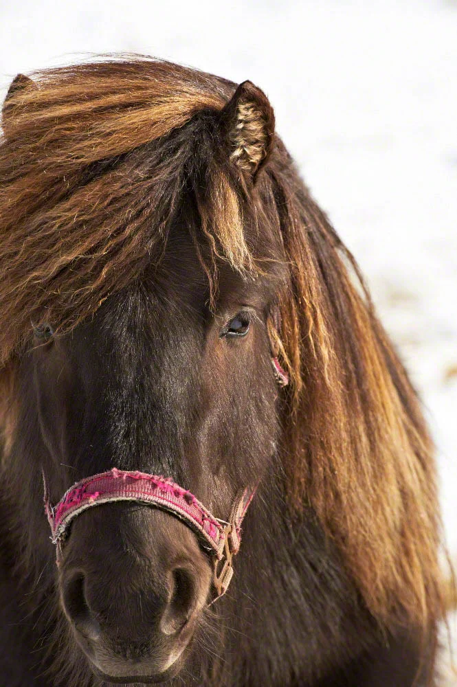 Dark brown horse