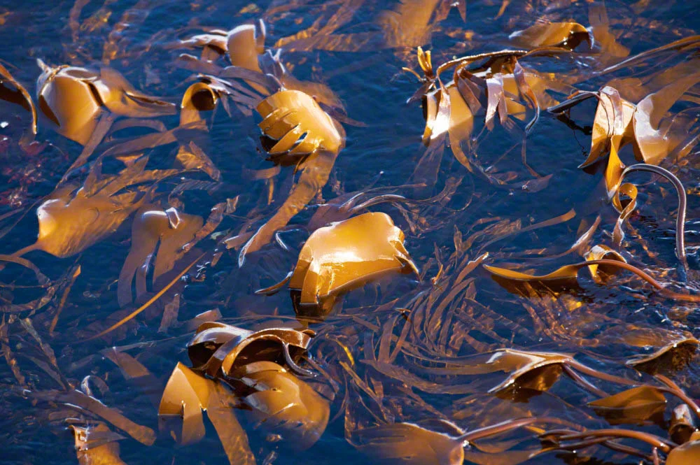 Seaweed