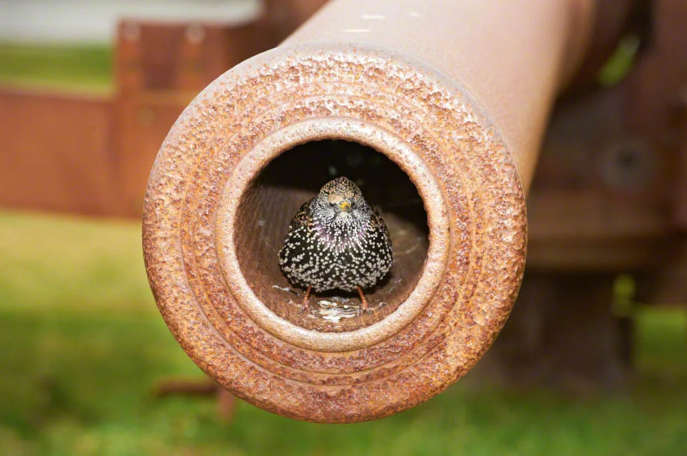 Faroese starling