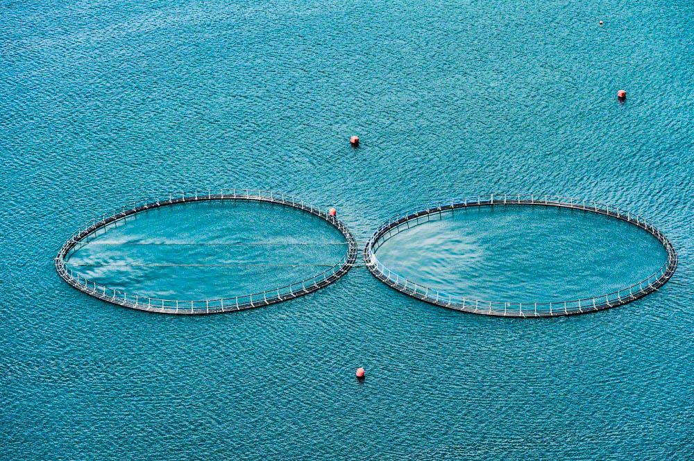 Atlantic salmon aquaculture