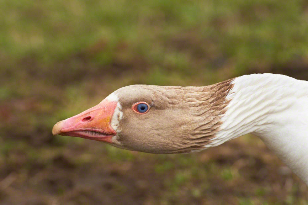 Adult goose