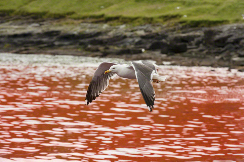Seagulls flying over bloody water after the kill og pilot whales