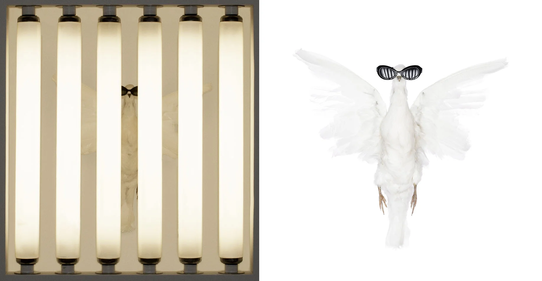 Living isnt worth dying for: Dove , 2010, Taxidermy dove, miniature sunglasses, fluorescent bulbs, plaster, drywall, and other construction materials