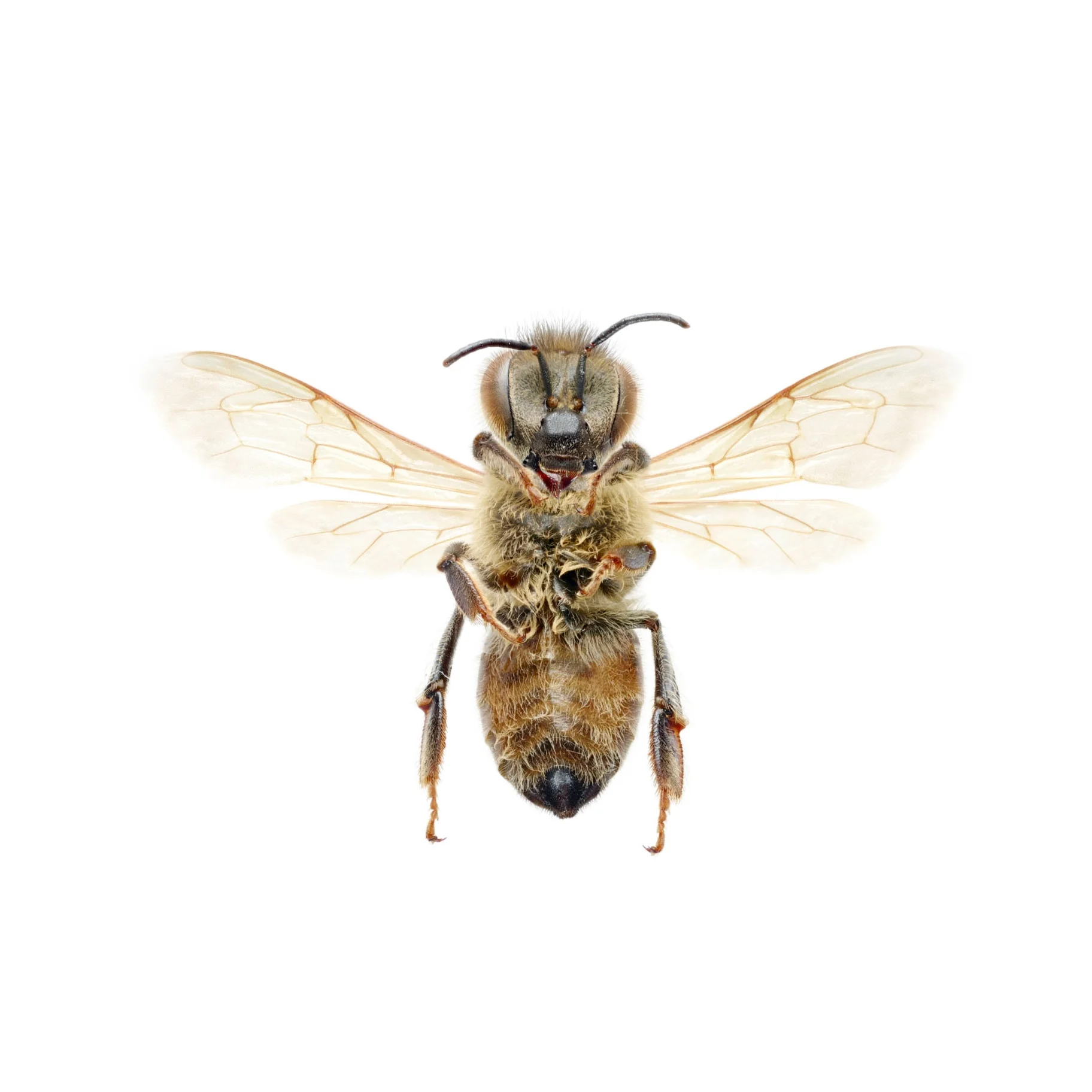 Bee