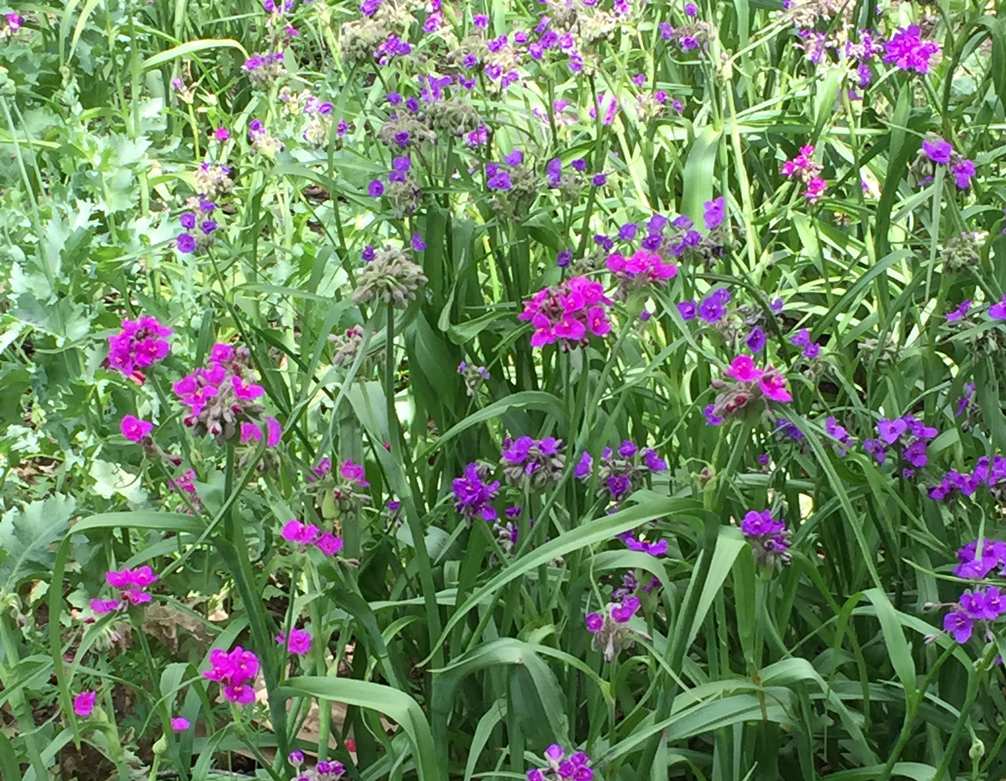 IMG_3631cropped.jpg