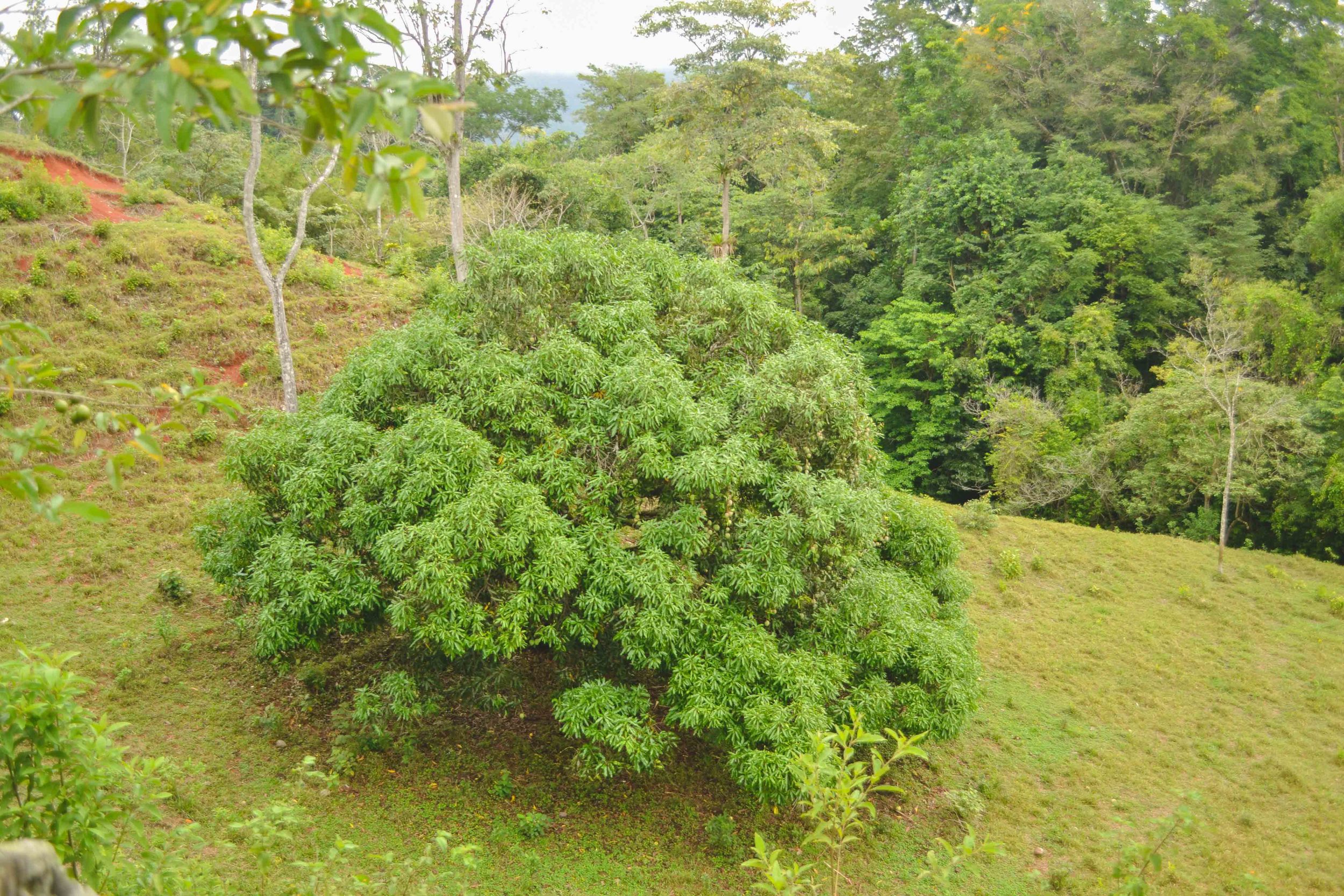  Manga tree: this tree on the neighboring farm's property produced huge female mangos (mangas) nearly the size of a football, so juicy and sweet to eat. 