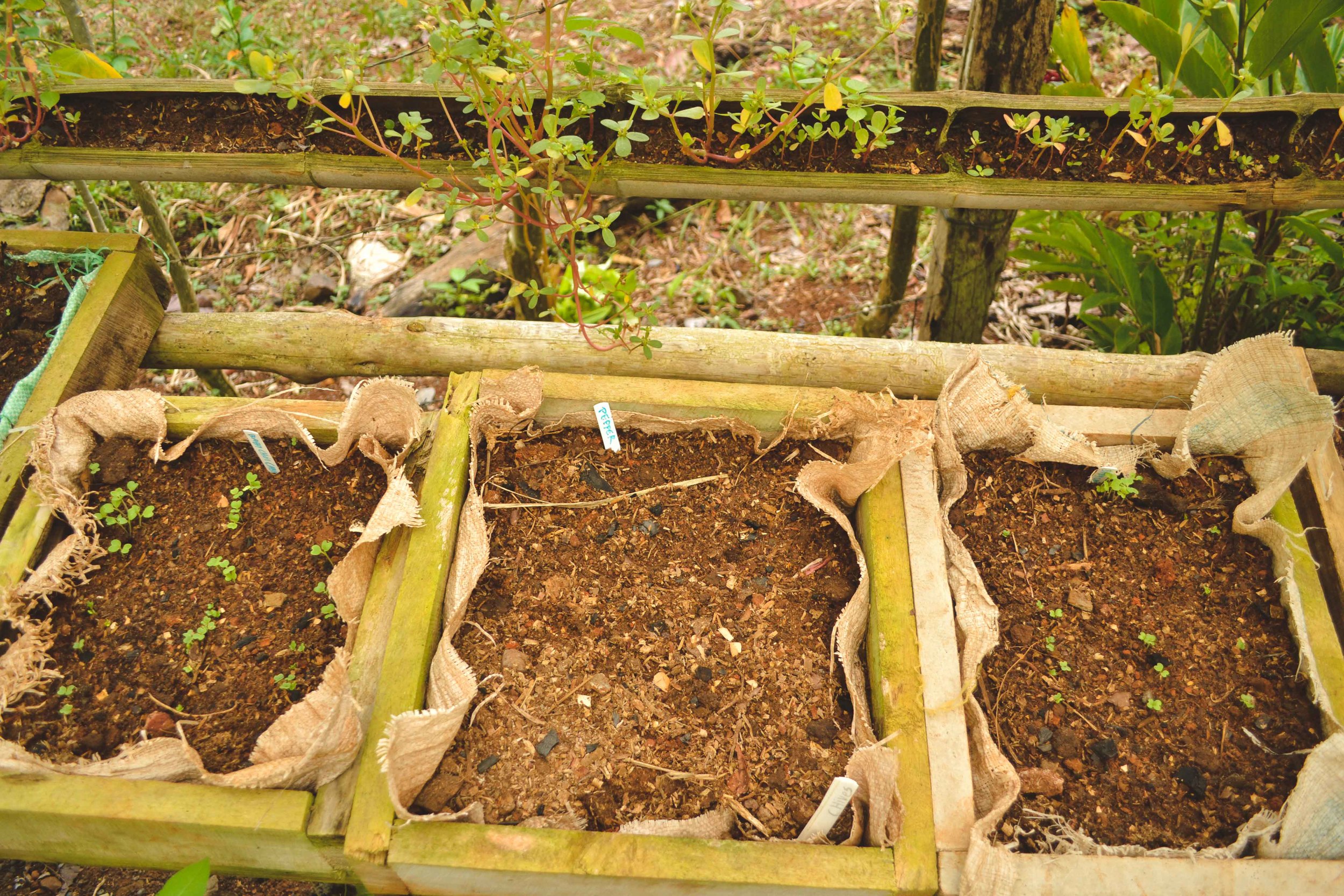  Wooden boxes hold starter seeds. 