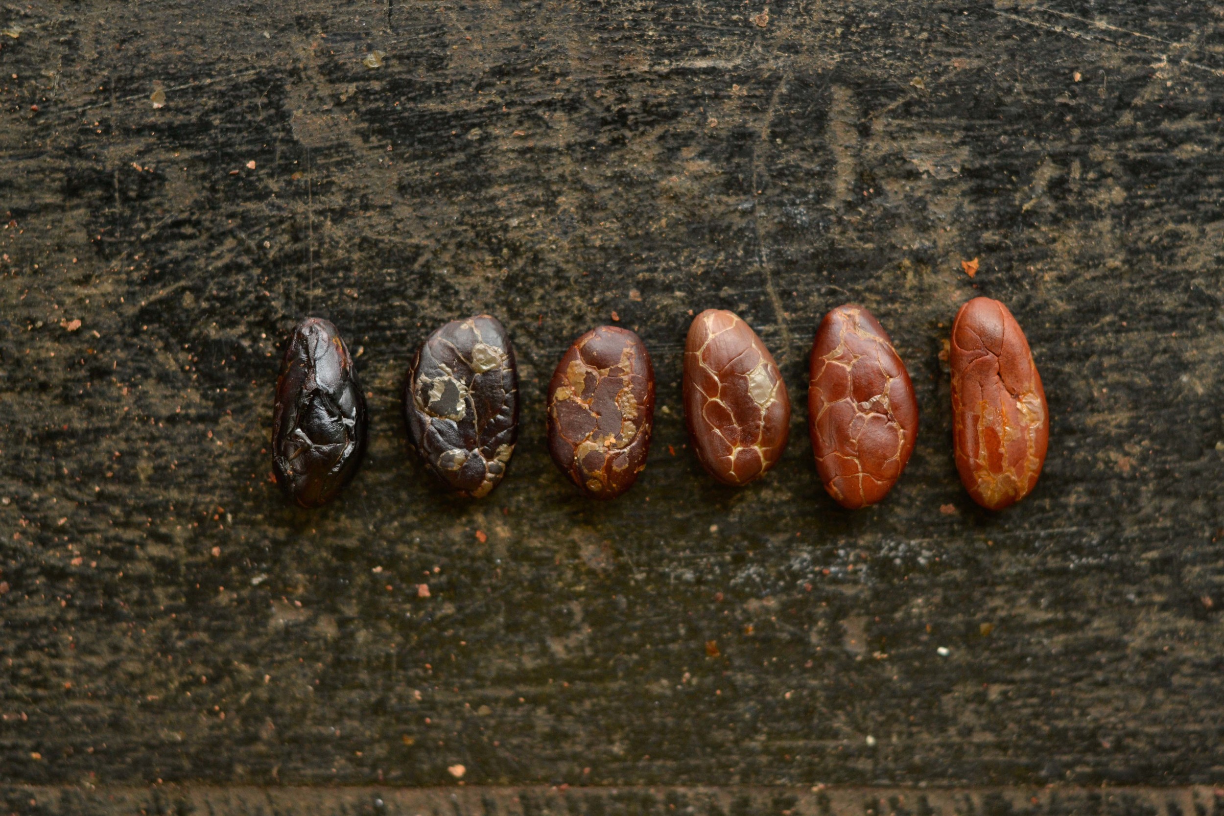  The spectrum of cacao colors is due to different types of cacao and varying fermentation durations 