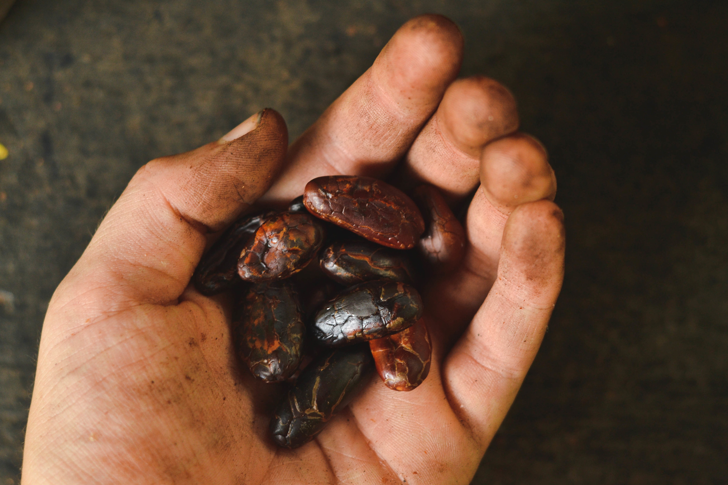  Cacao seeds after the skin has been removed 