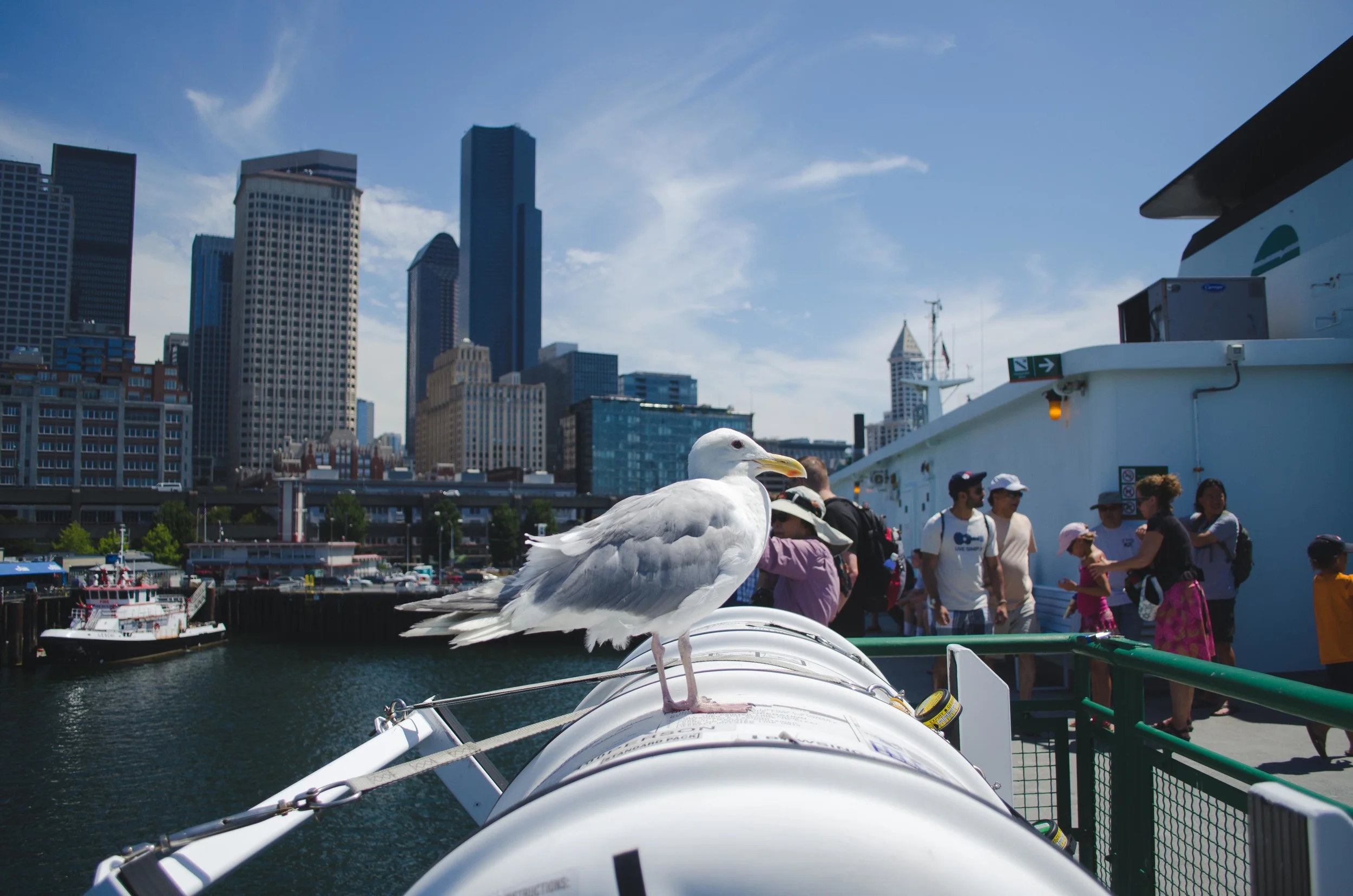 Ferry to Bainbridge! This seagull guarded the life raft capsule en route. The mark on the underside of its beak clearly marks its induction into the secret society of Avian Water Guards