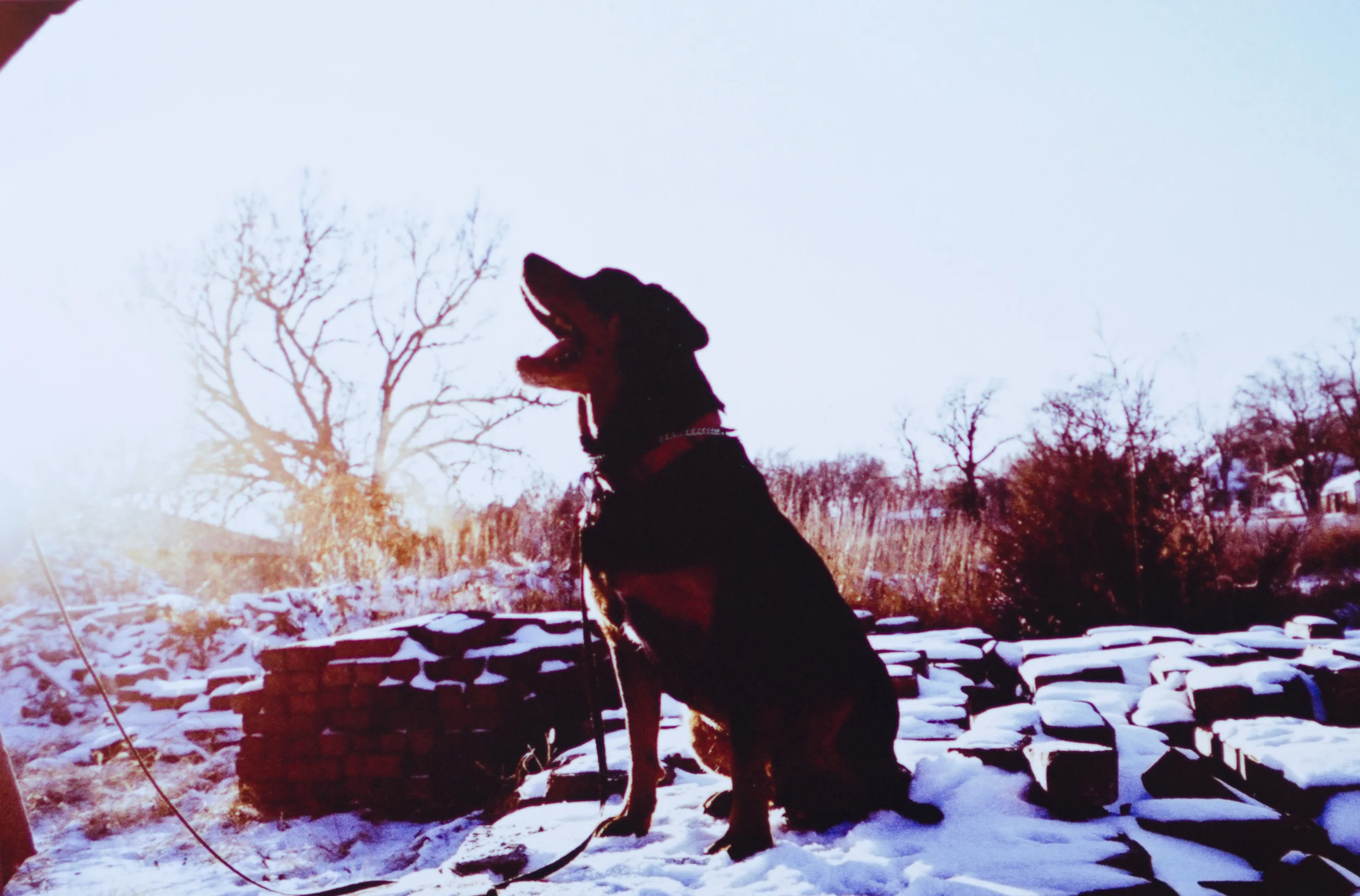 Caught Luka in the middle of a yawn. Gorgeous golden winter light.