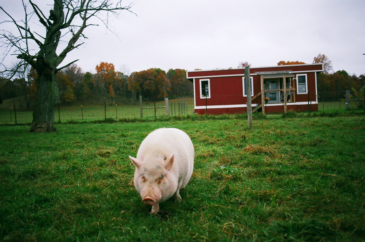 Pot belly pig coming to greet me.