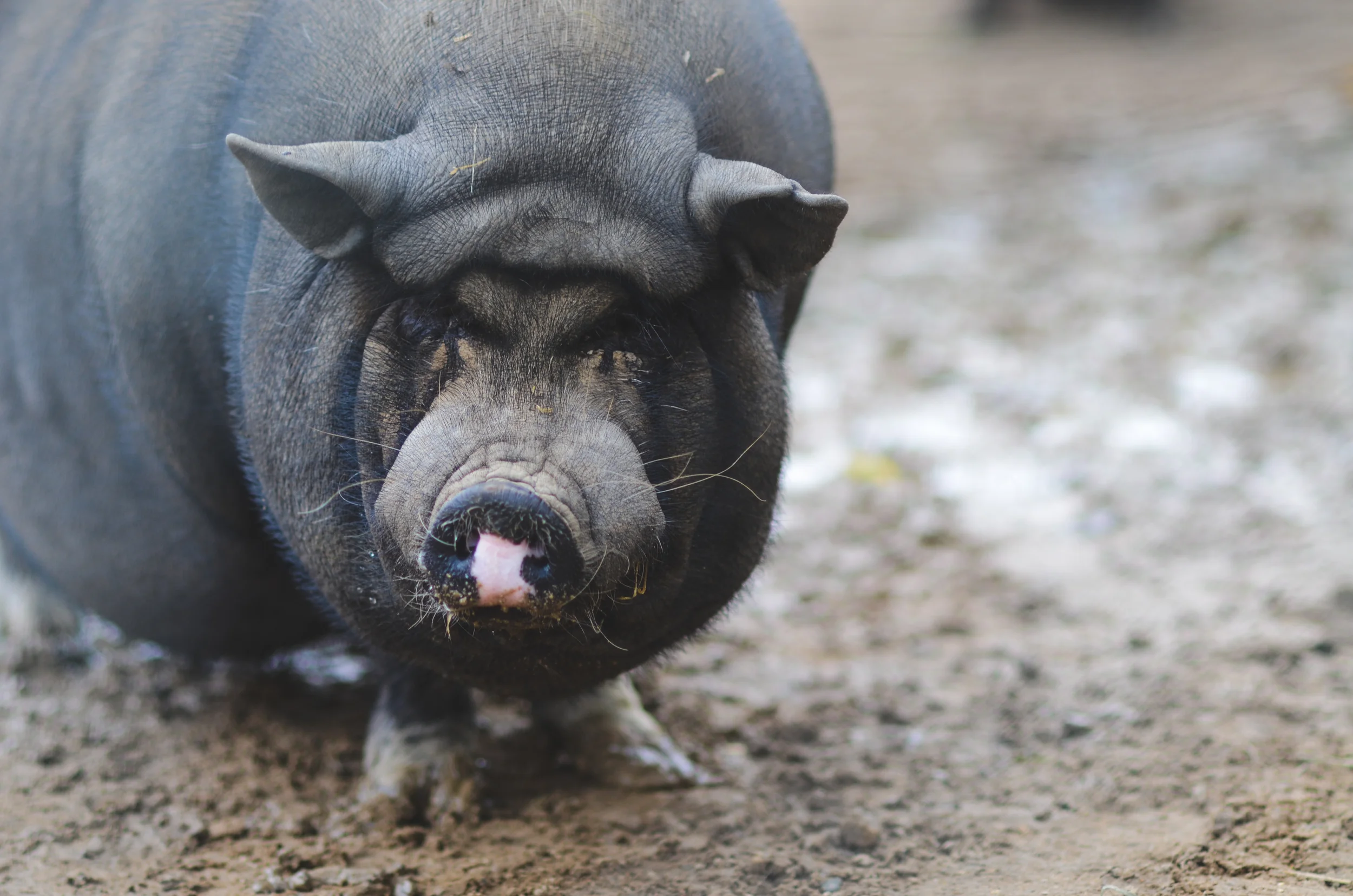 Pot-belly pig all grown up (the cute tea-cup pigs you see on Pinterest don't stay tiny forever).